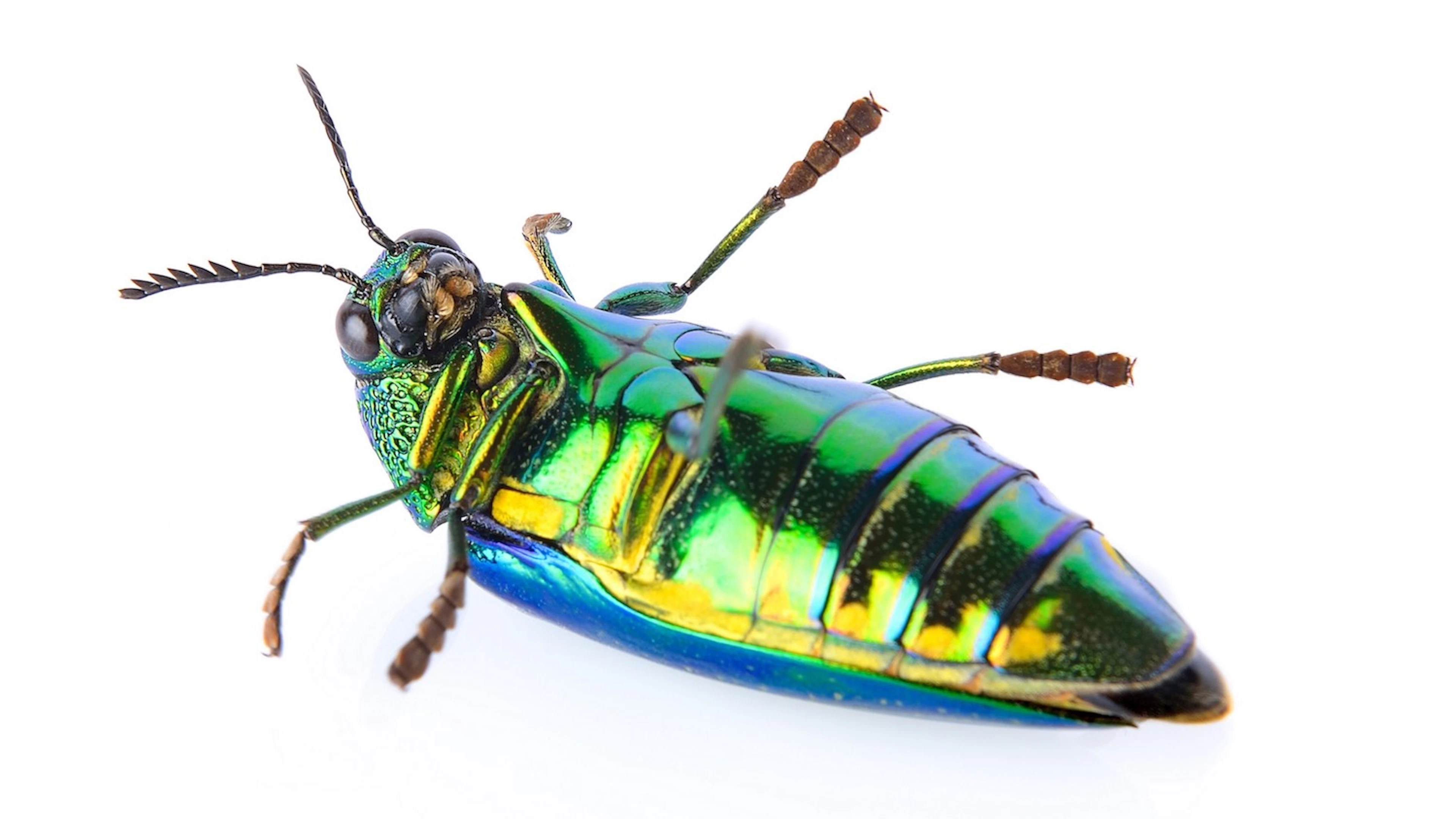 Felle regenboogkleuren werken ook als camouflage
