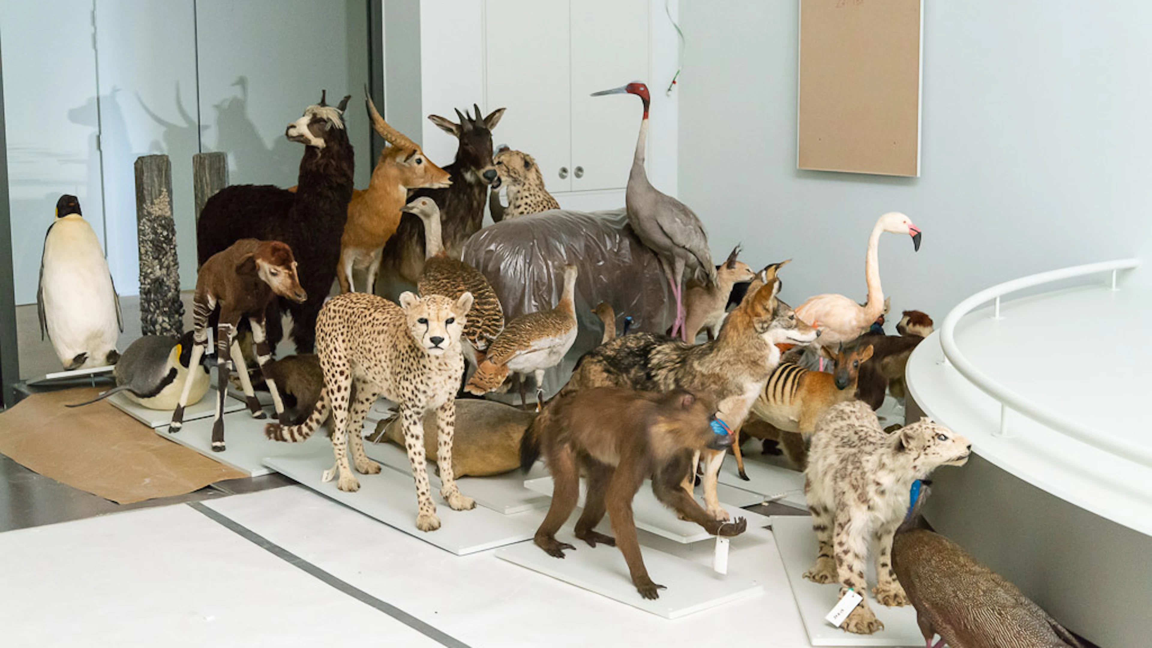 Nieuwe expozaal 'Levende Planeet' moet de aarde als biotoop beter doen begrijpen