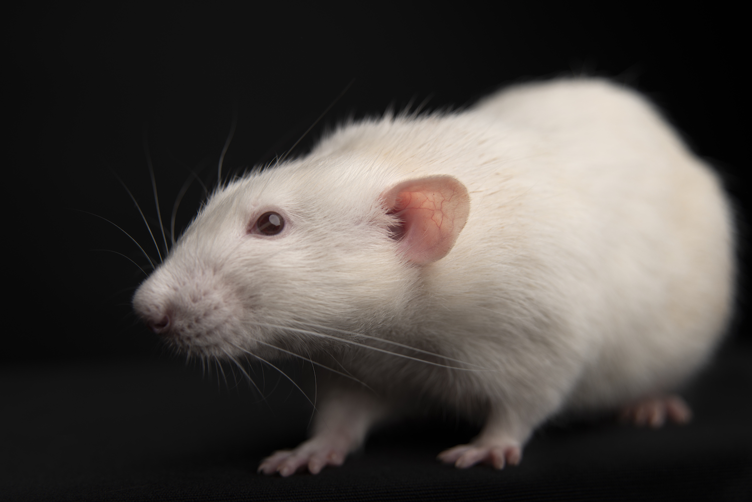 Foliumzuur vermindert depressie bij ratten