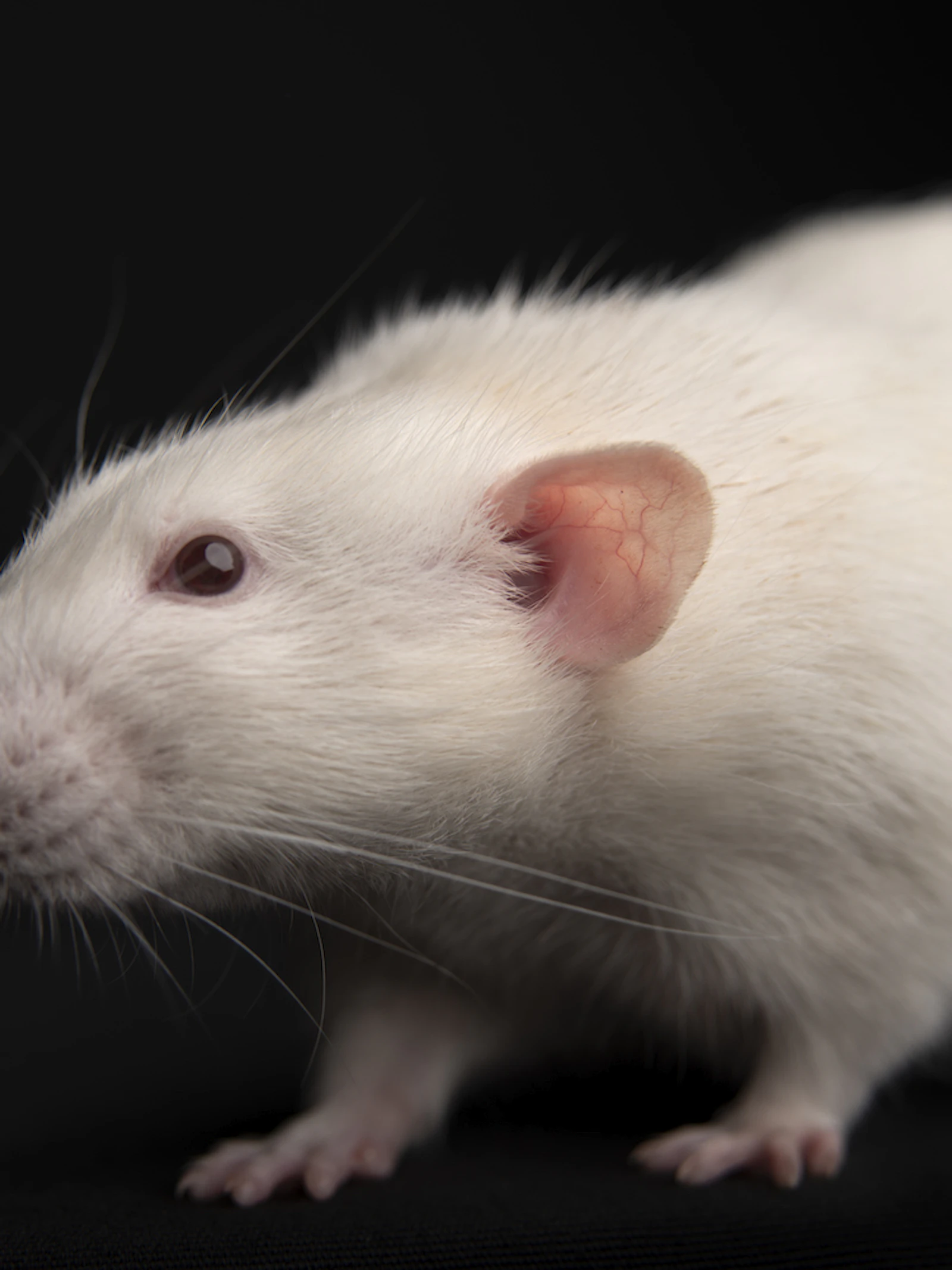 Foliumzuur vermindert depressie bij ratten