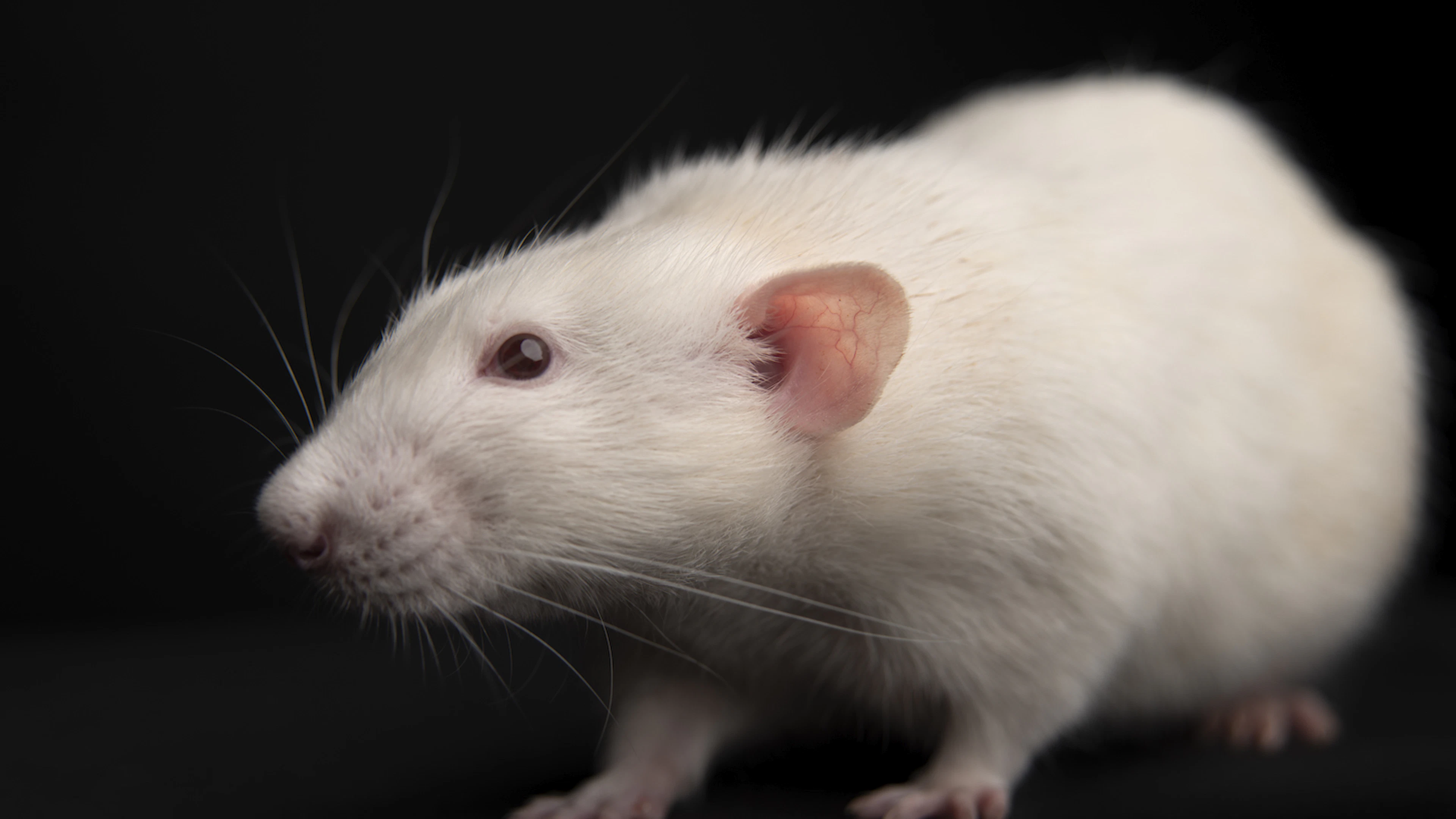 Foliumzuur vermindert depressie bij ratten