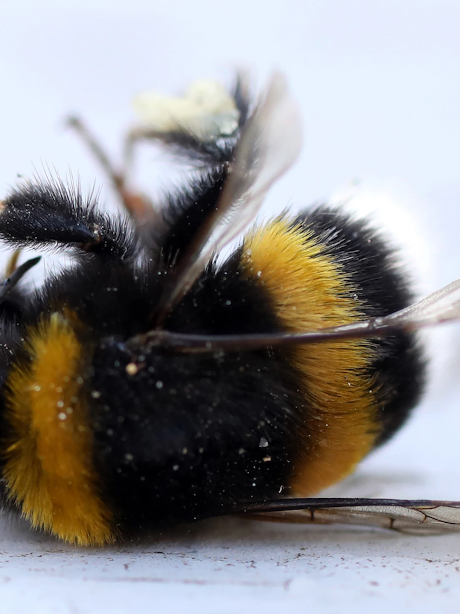 Het wordt te warm voor de hommel