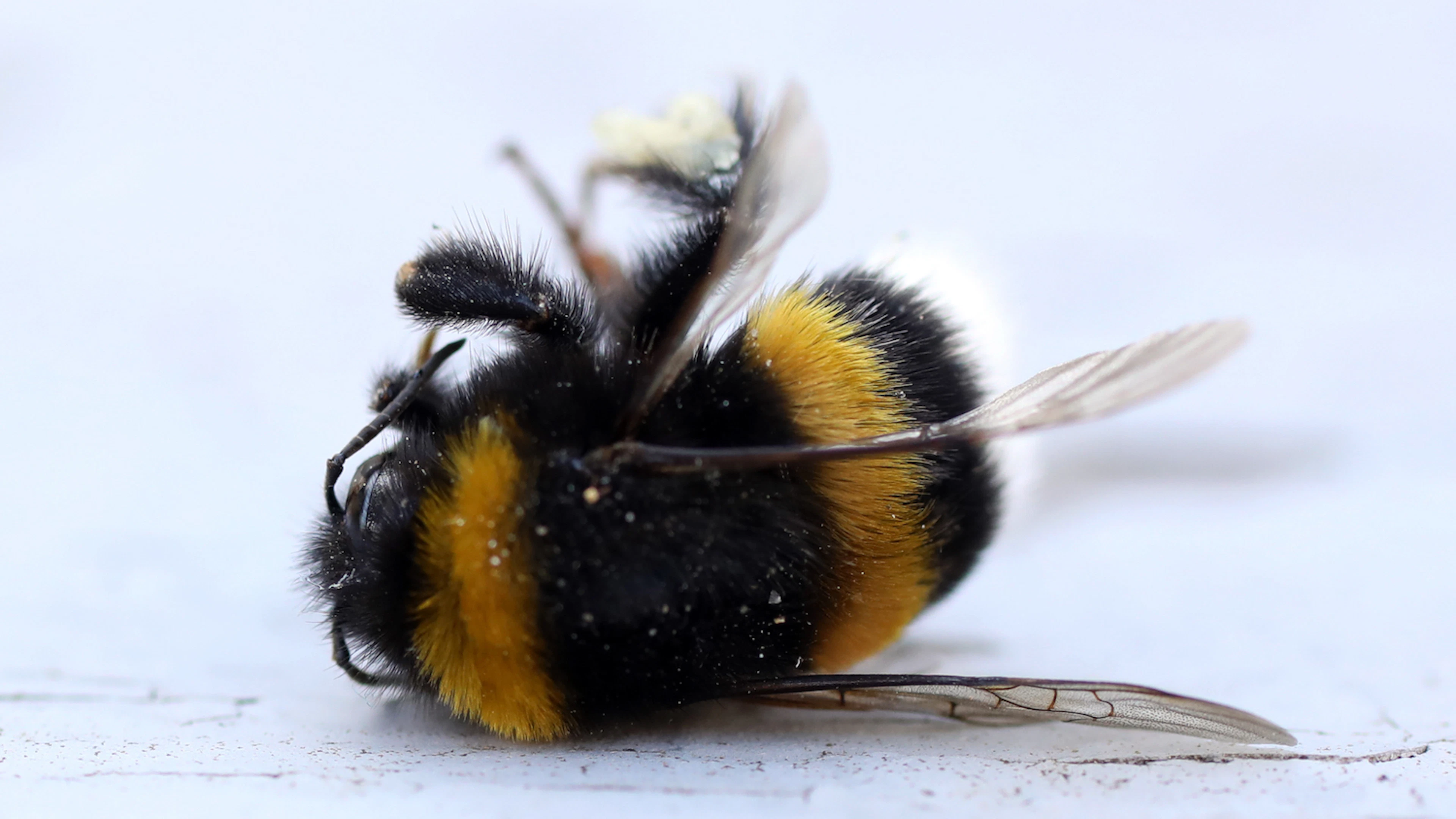 Het wordt te warm voor de hommel