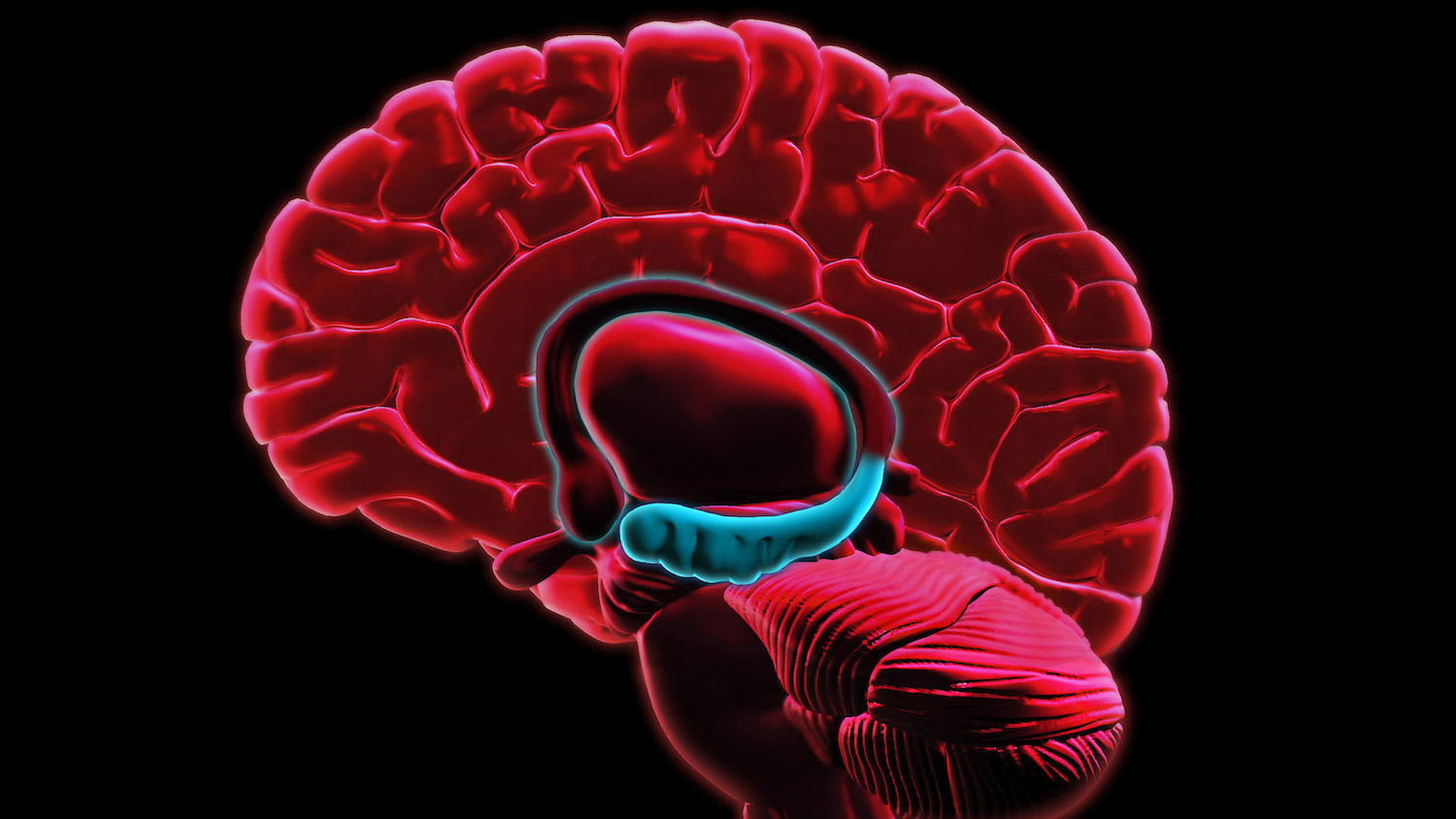 Inbeeldingsvermogen vindt mogelijk oorsprong in hippocampus