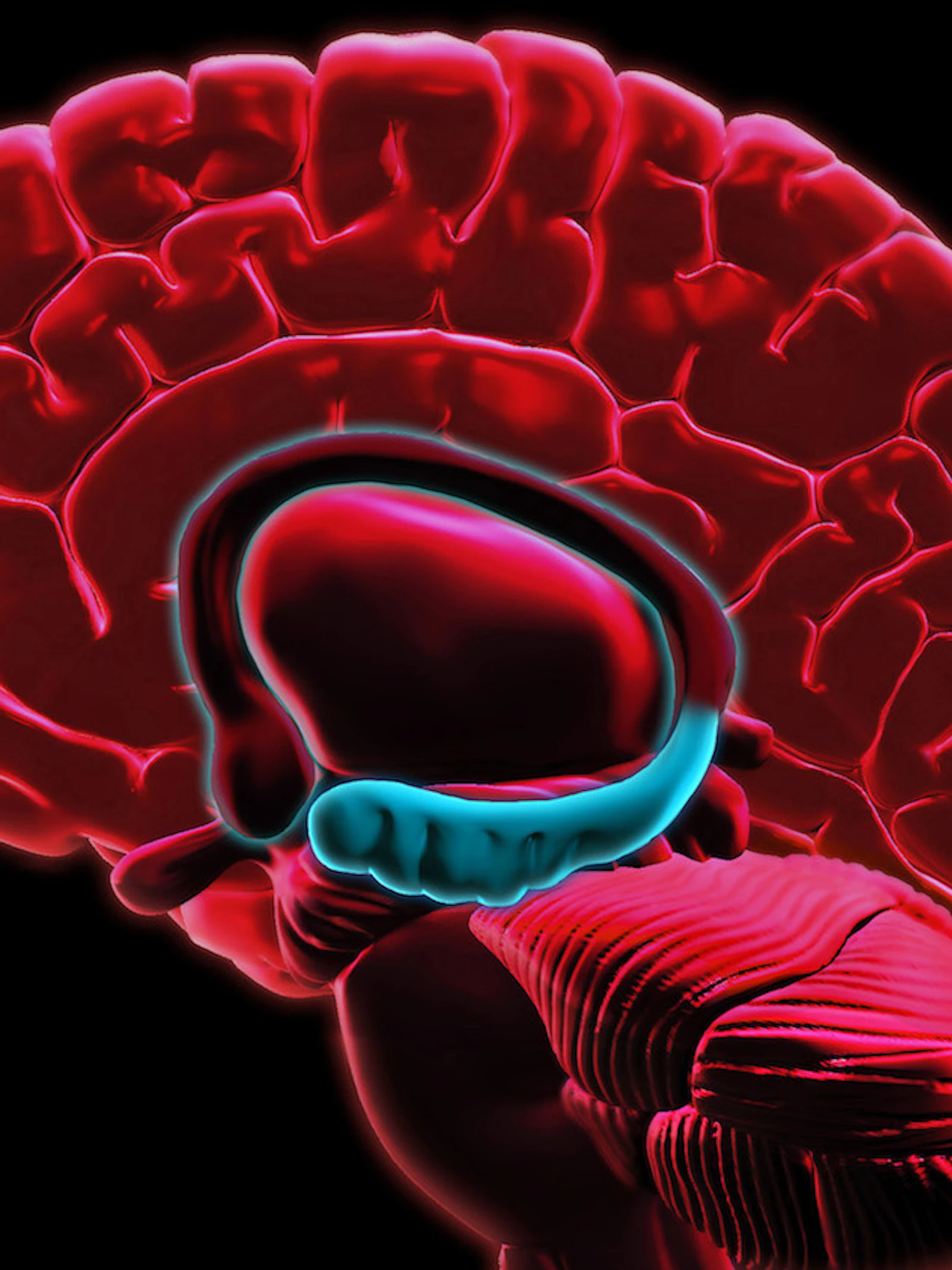 Inbeeldingsvermogen vindt mogelijk oorsprong in hippocampus