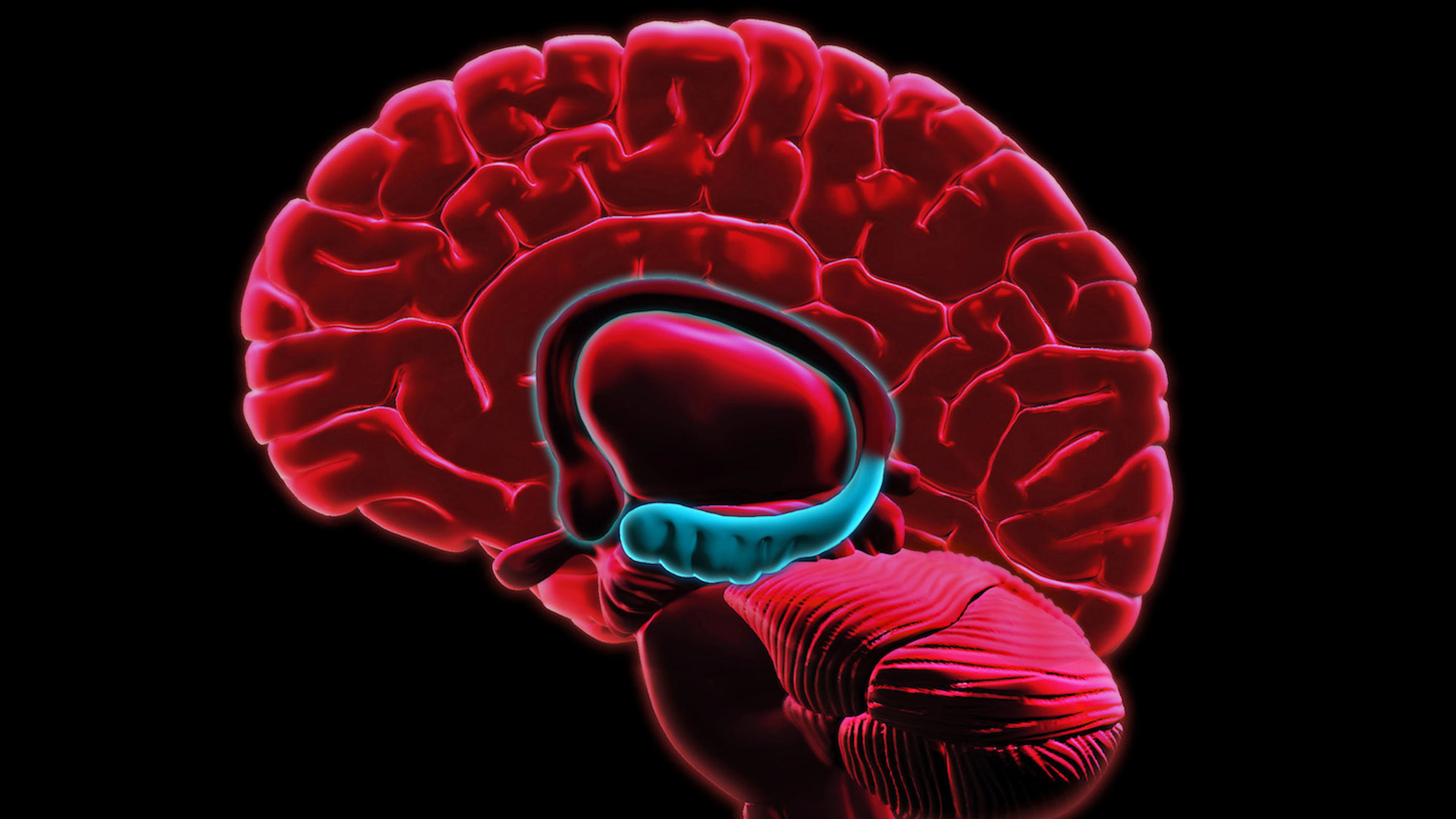Inbeeldingsvermogen vindt mogelijk oorsprong in hippocampus