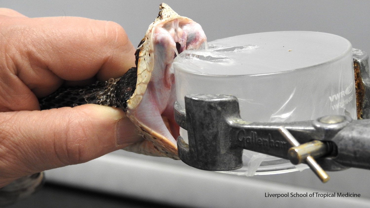 Antigif uit het lab