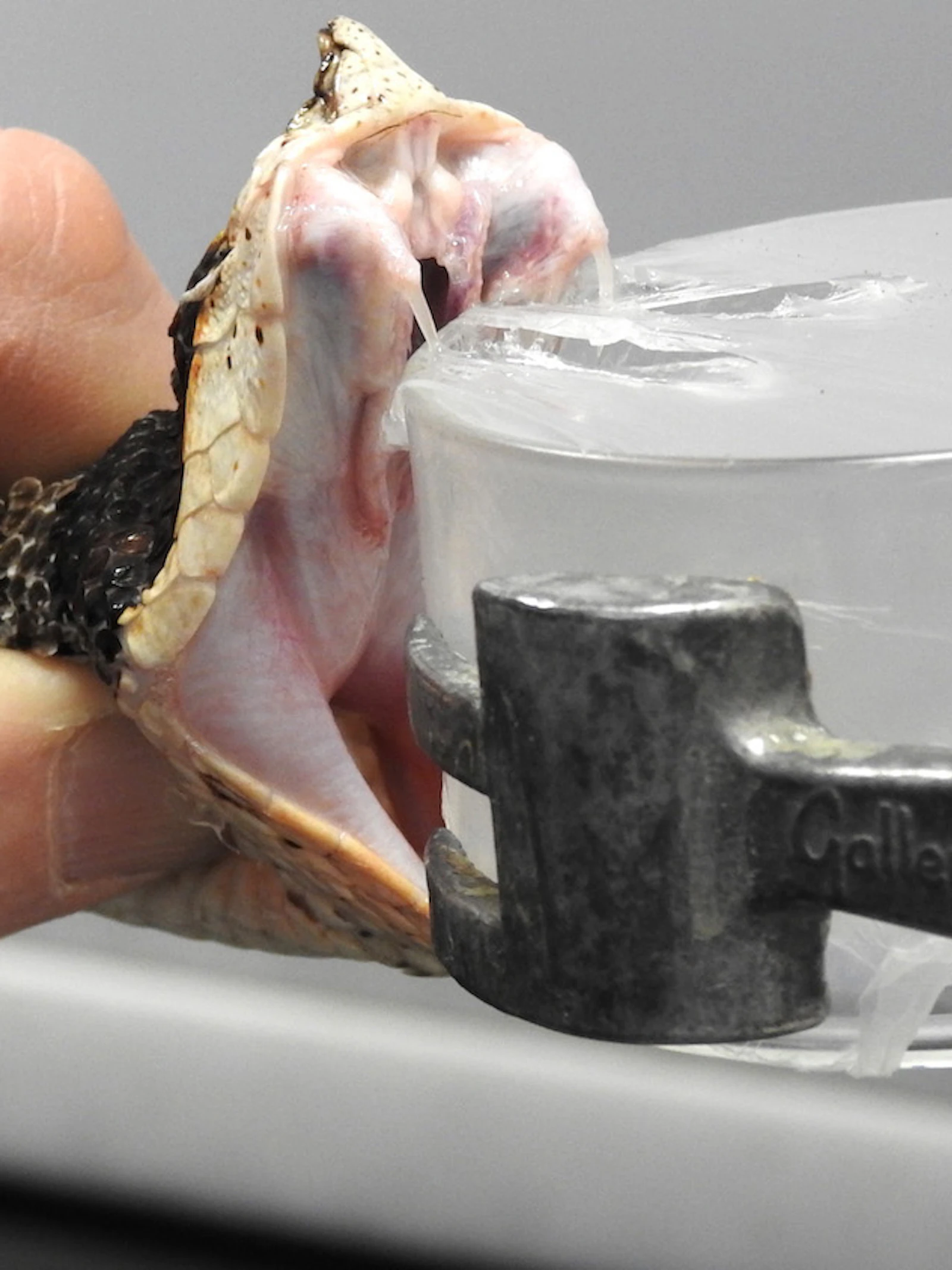Antigif uit het lab