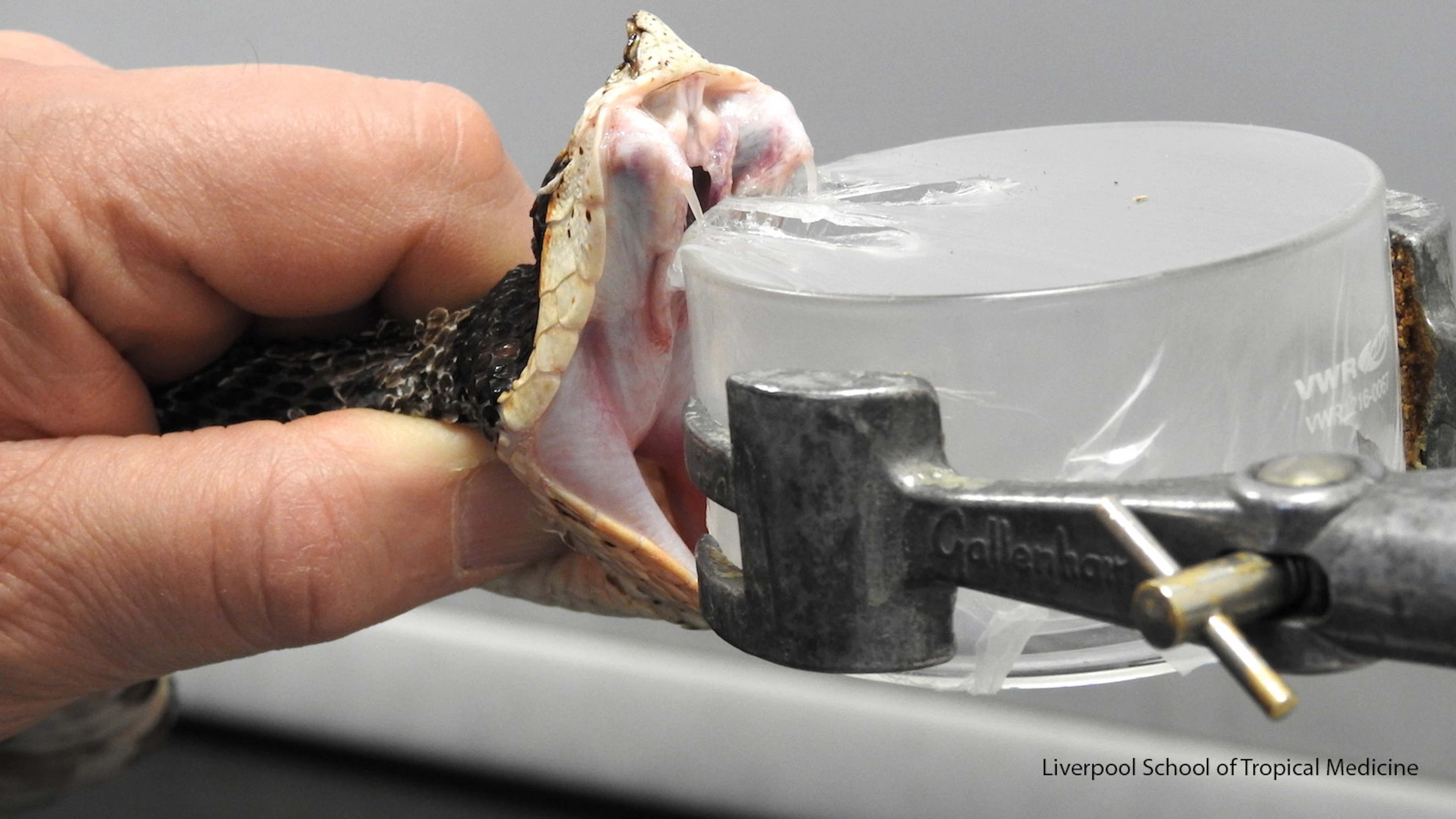 Antigif uit het lab