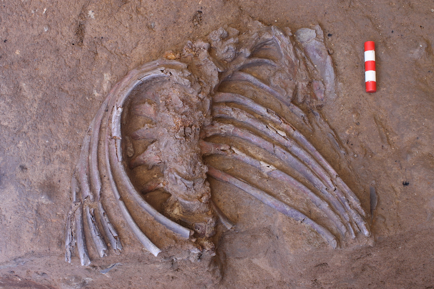 Hadden de neanderthalers een begrafenisritueel?