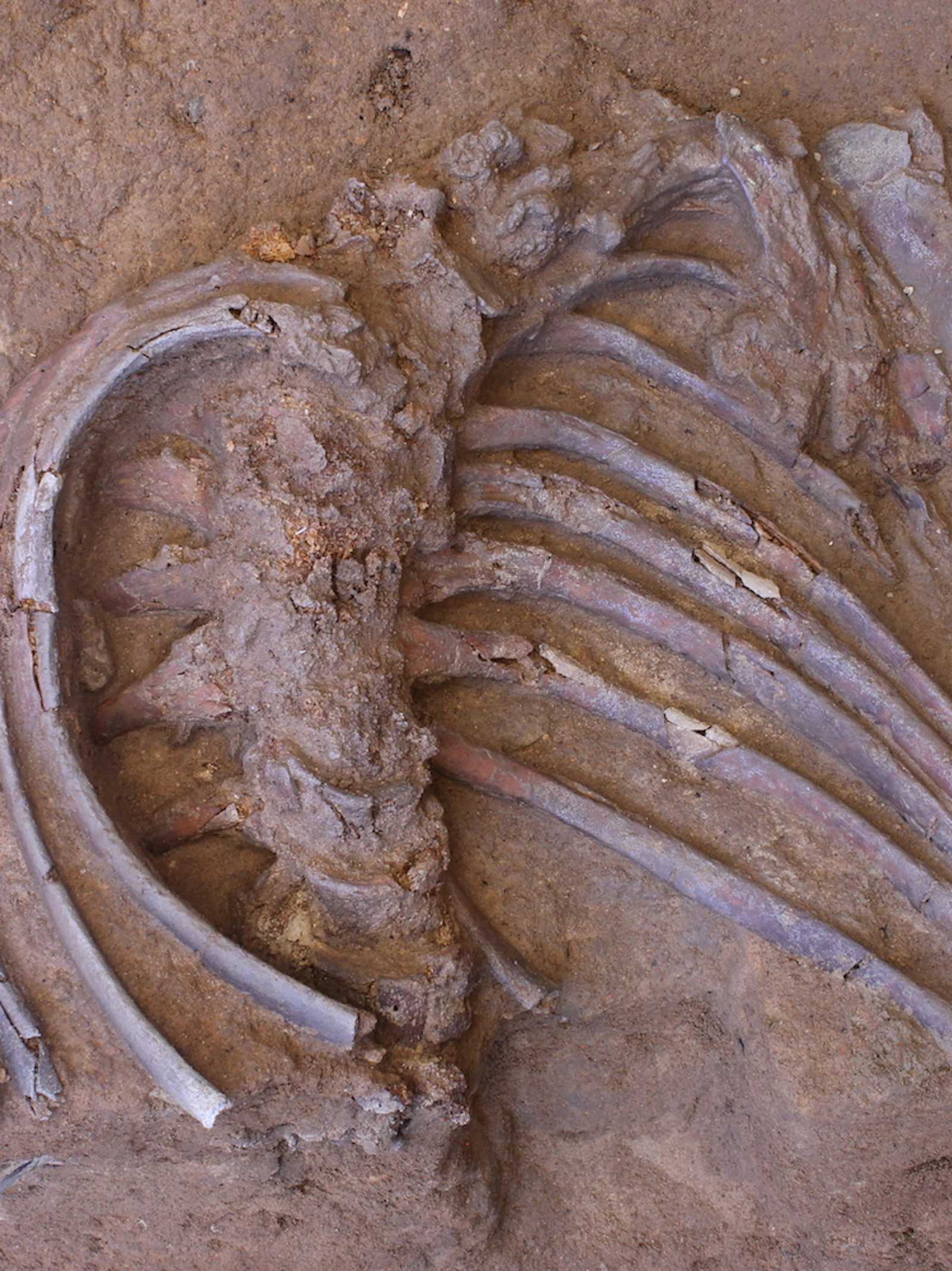 Hadden de neanderthalers een begrafenisritueel?