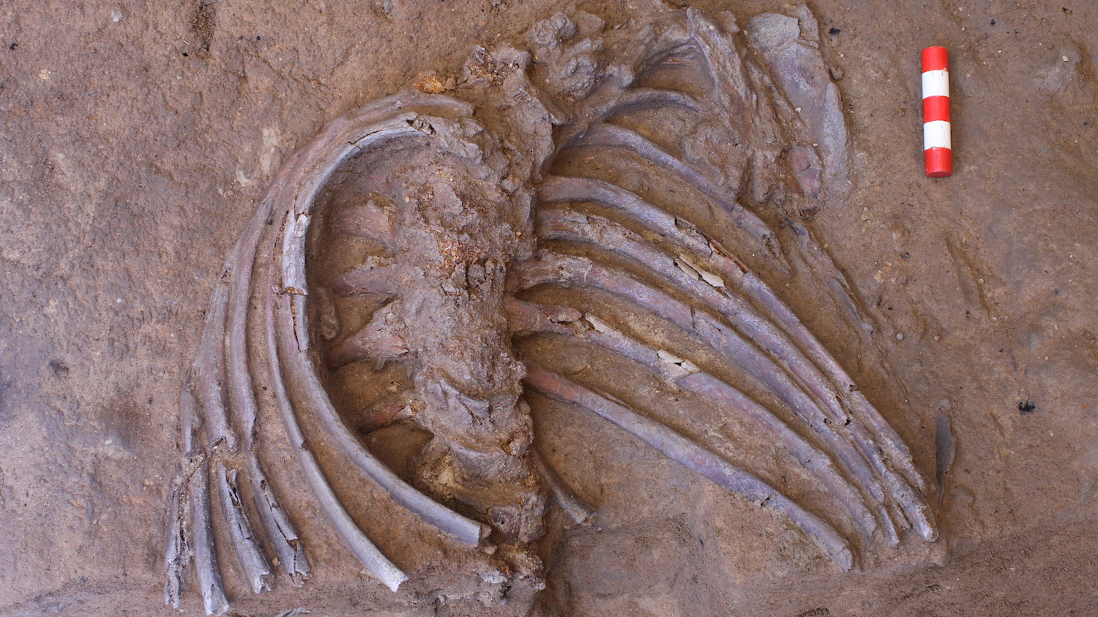 Hadden de neanderthalers een begrafenisritueel?