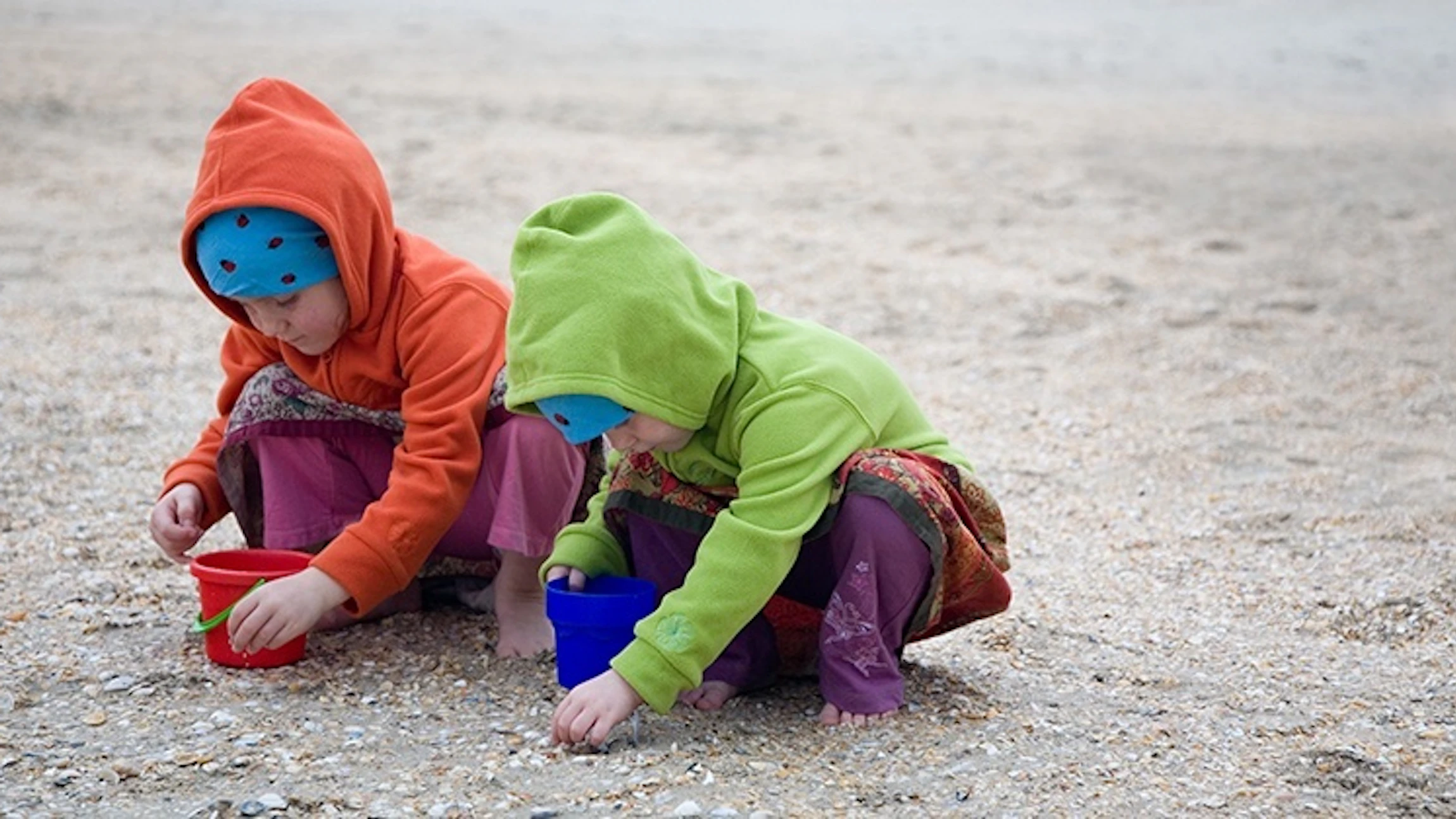 Grote Schelpenteldag 2020 onderzoekt effect winterstormen op strandschelpen