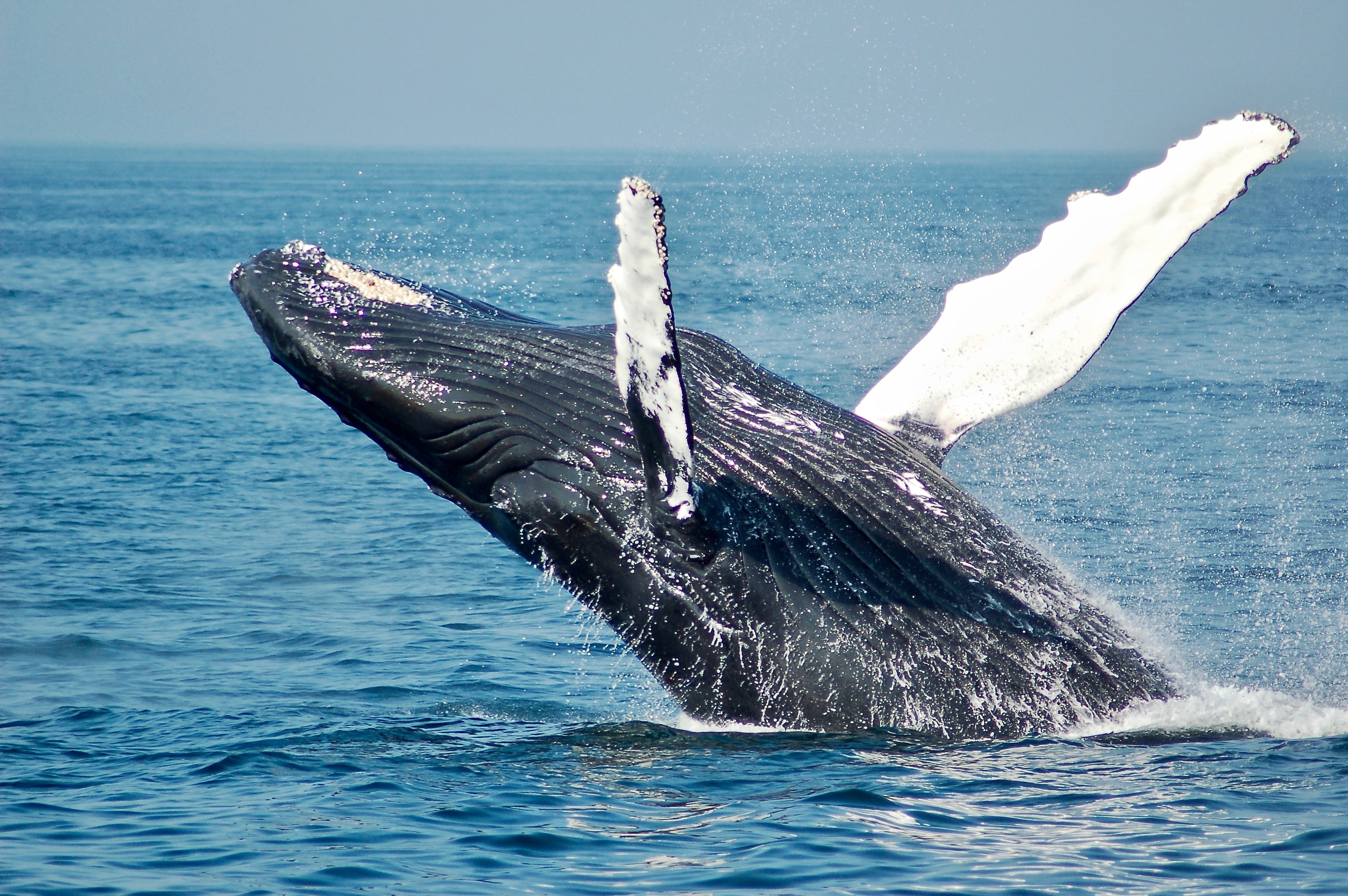 Op zoek naar een thuis voor de walvis en de mens