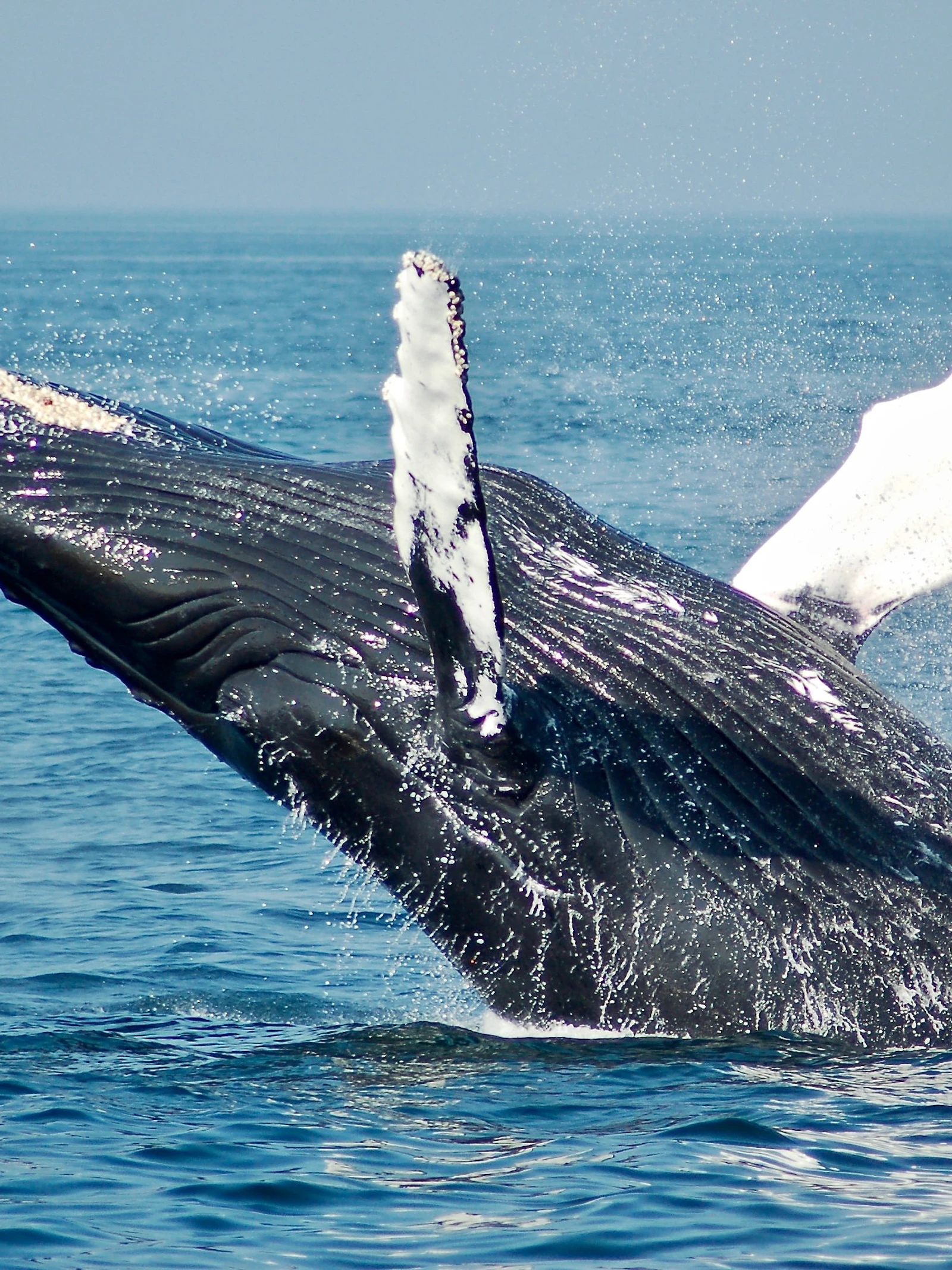Op zoek naar een thuis voor de walvis en de mens