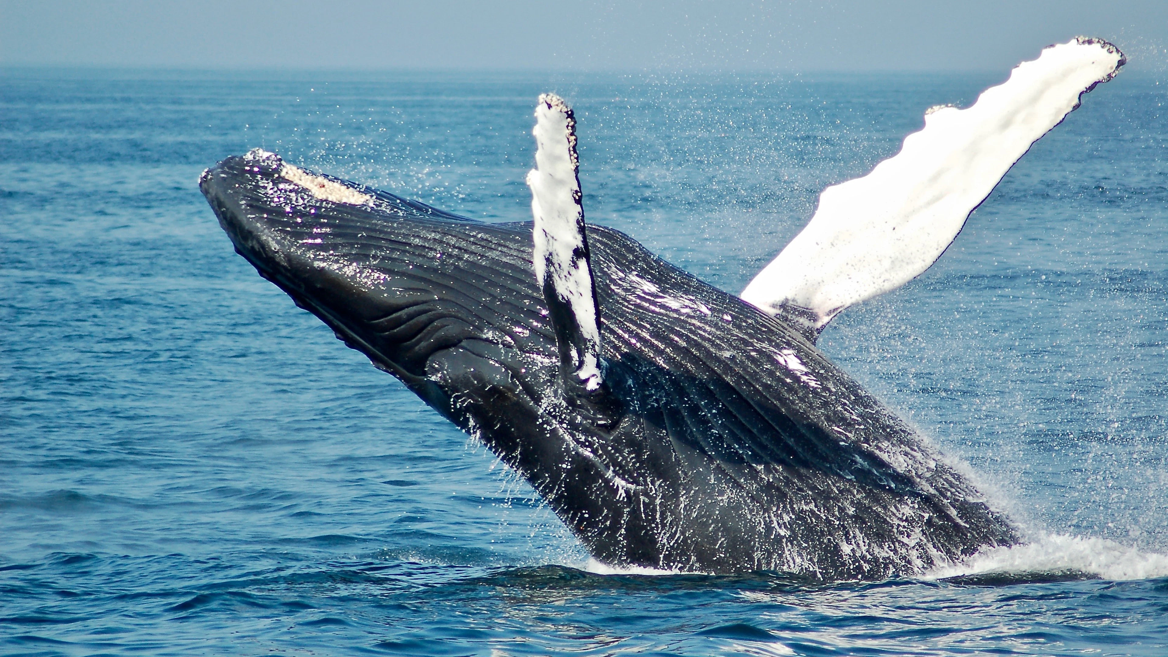 Op zoek naar een thuis voor de walvis en de mens