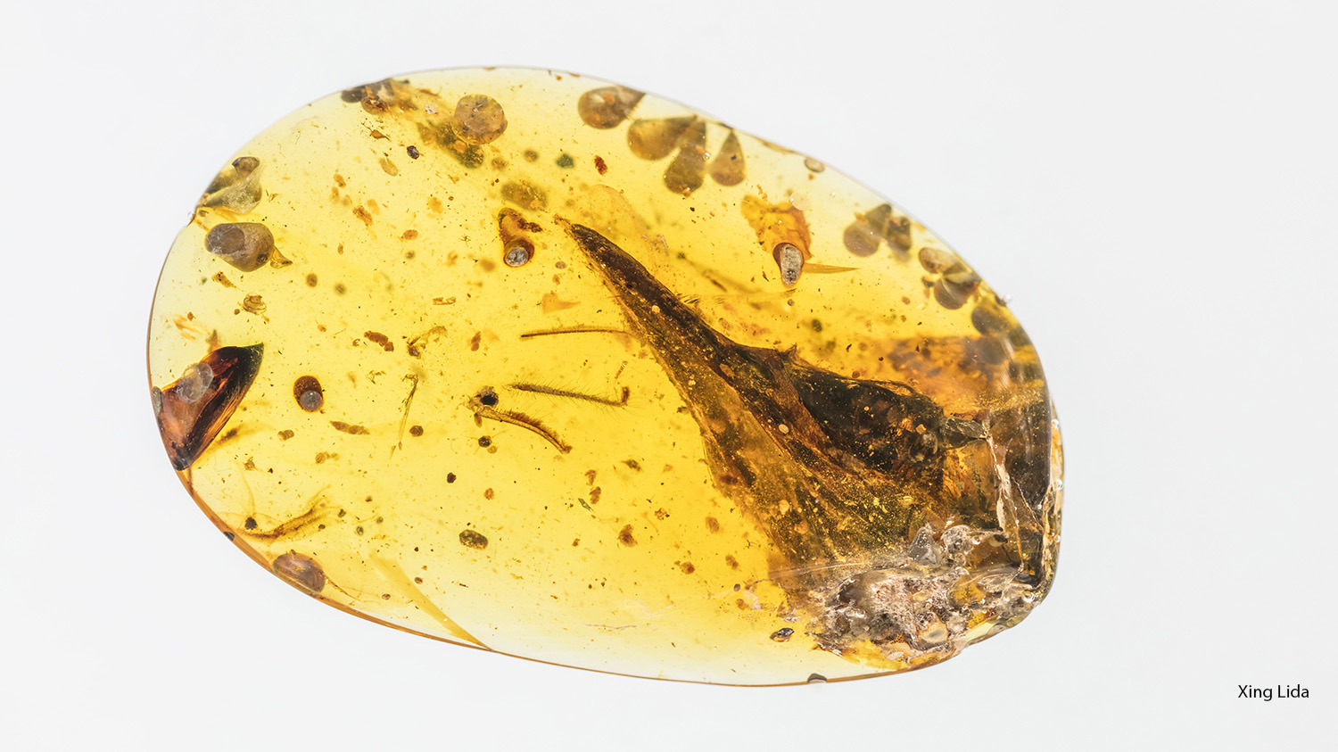 Dit is de schedel van de kleinste vliegende dino ooit gevonden