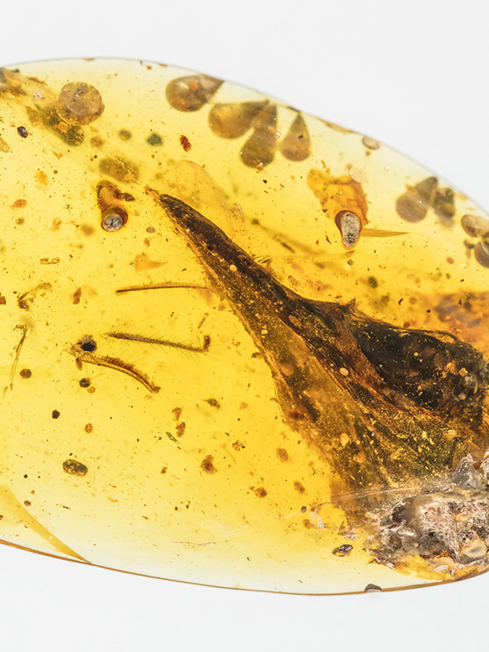 Dit is de schedel van de kleinste vliegende dino ooit gevonden