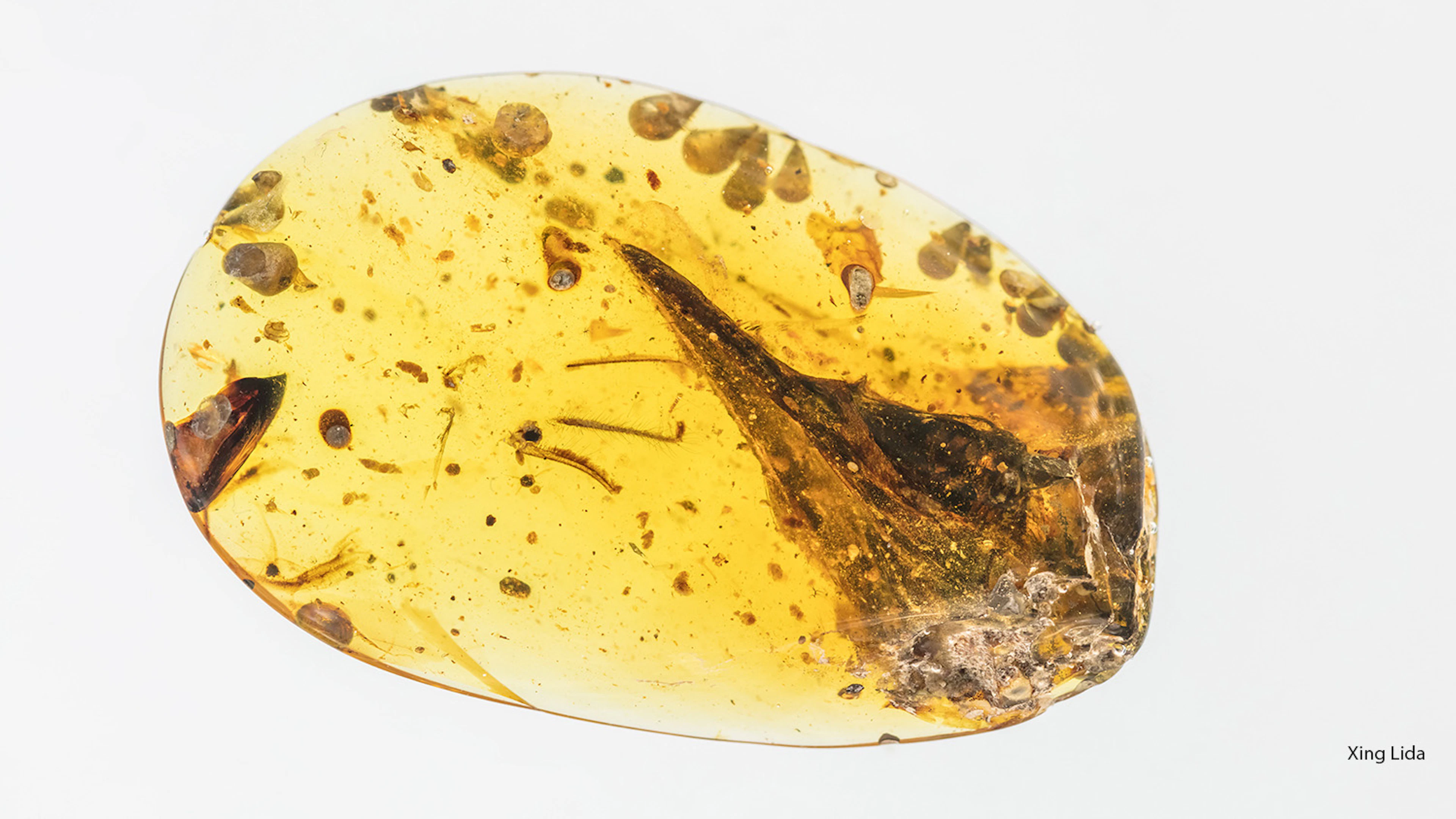 Dit is de schedel van de kleinste vliegende dino ooit gevonden