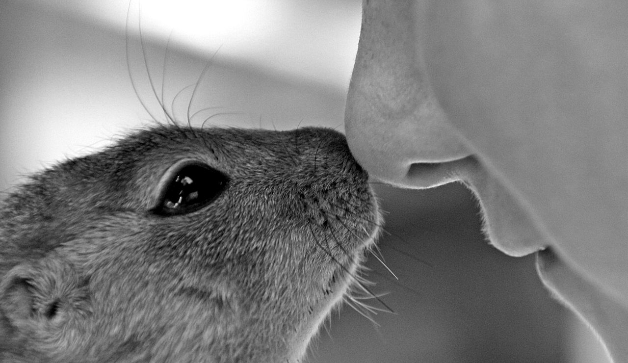 Chip bootst geursysteem van zoogdieren na