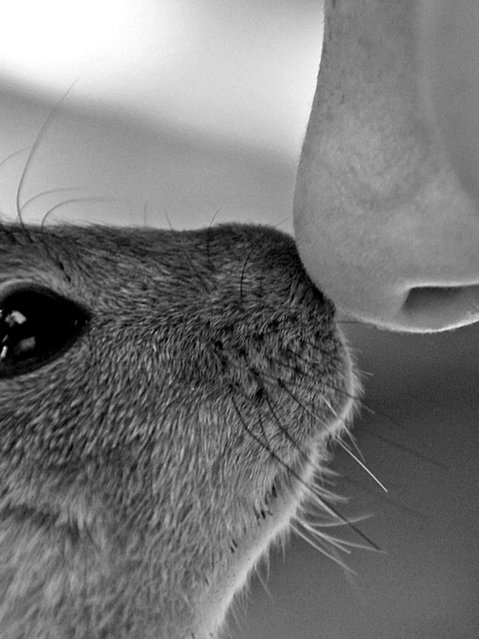 Chip bootst geursysteem van zoogdieren na