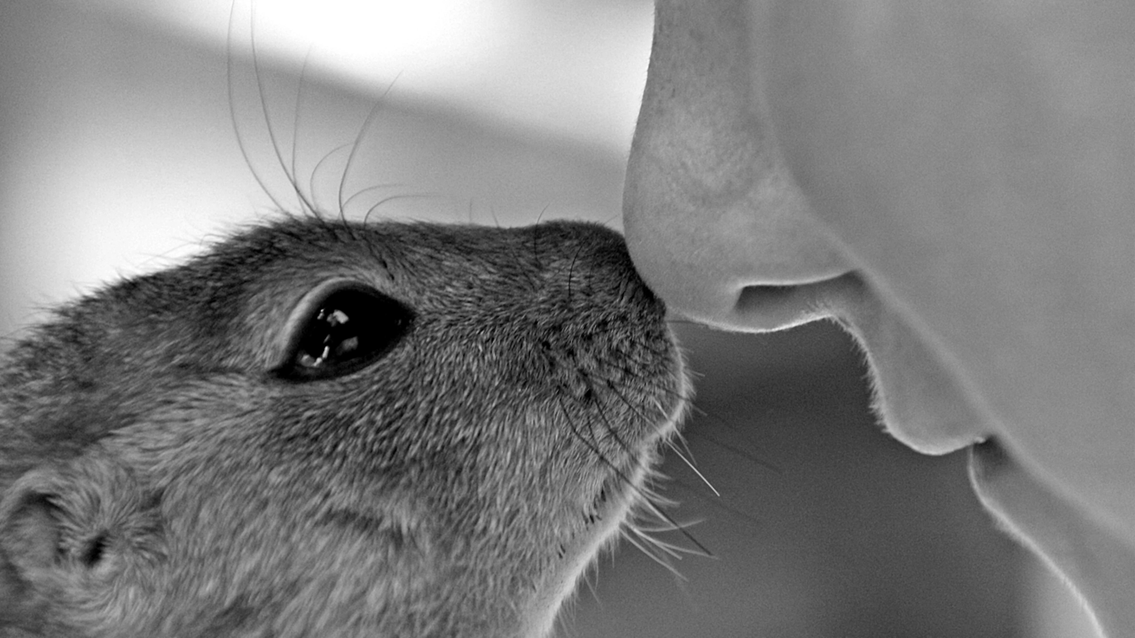 Chip bootst geursysteem van zoogdieren na