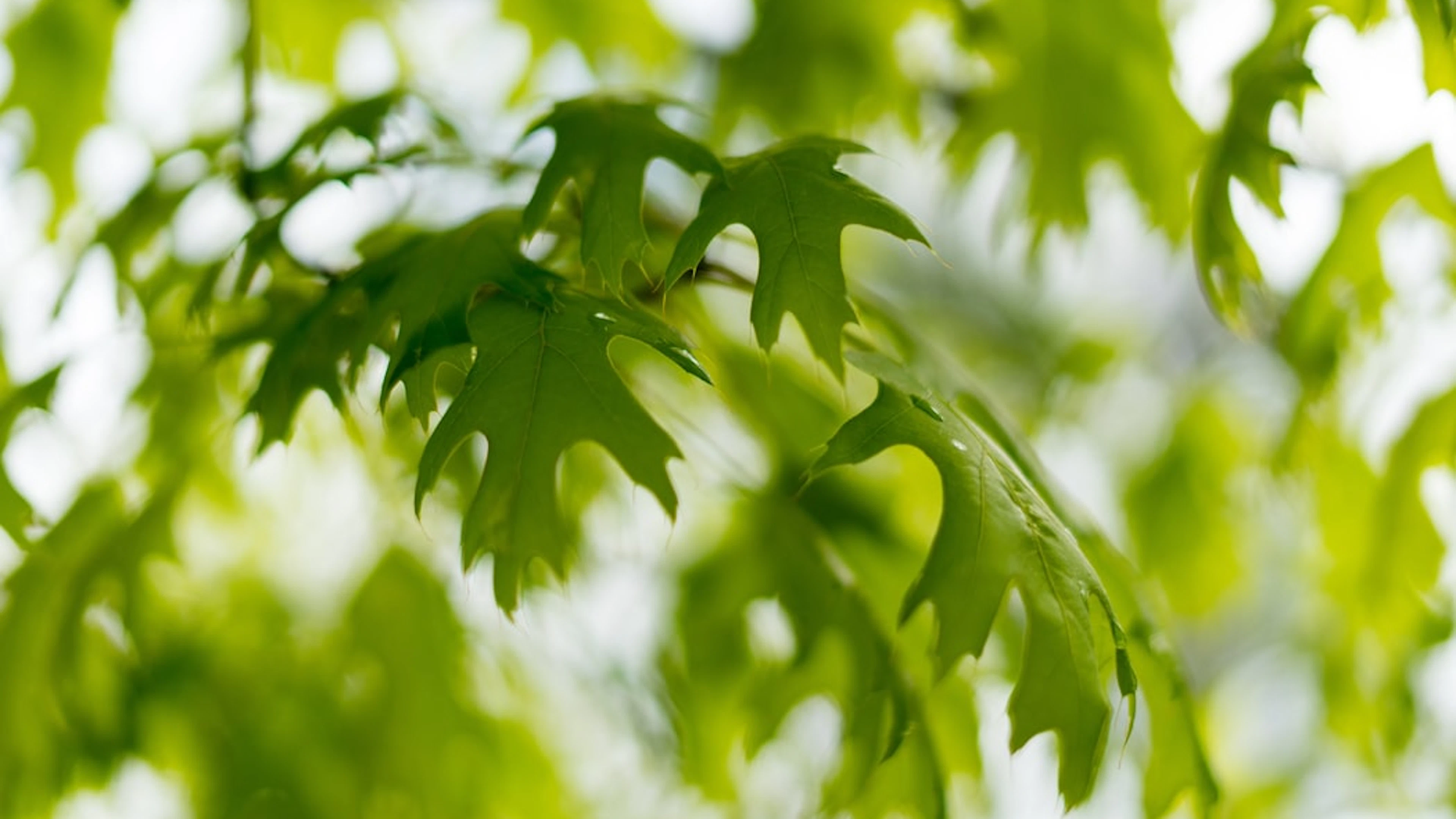 Hoe ‘ongewenste gasten’ schade aanbrengen aan natuur en economie