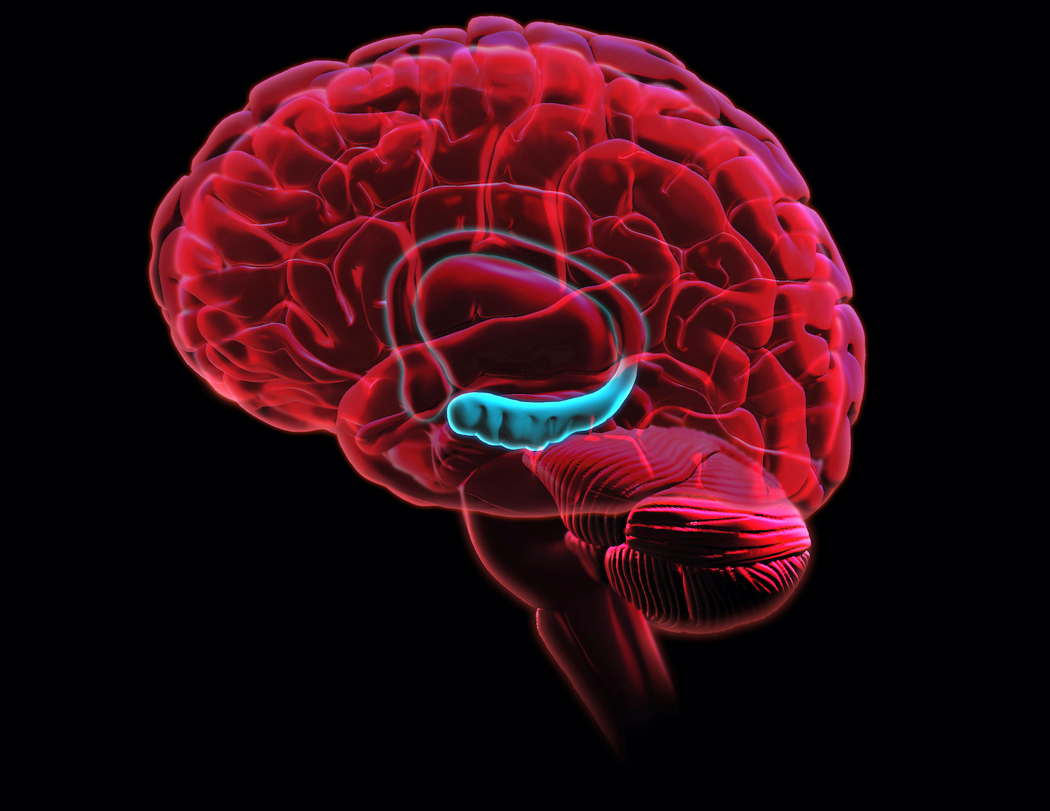Cellen in de hippocampus delen herinneringen op in stukjes