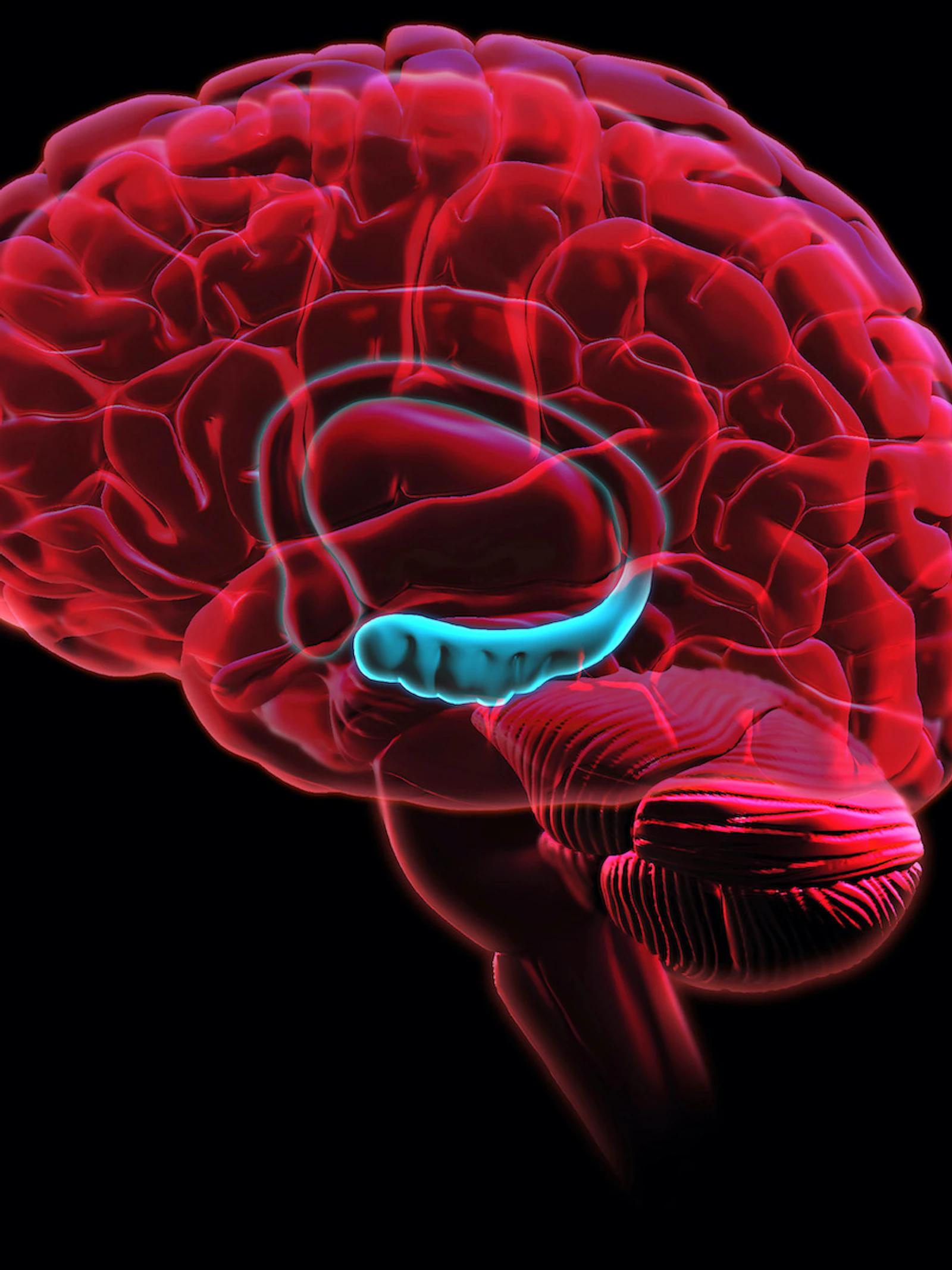 Cellen in de hippocampus delen herinneringen op in stukjes