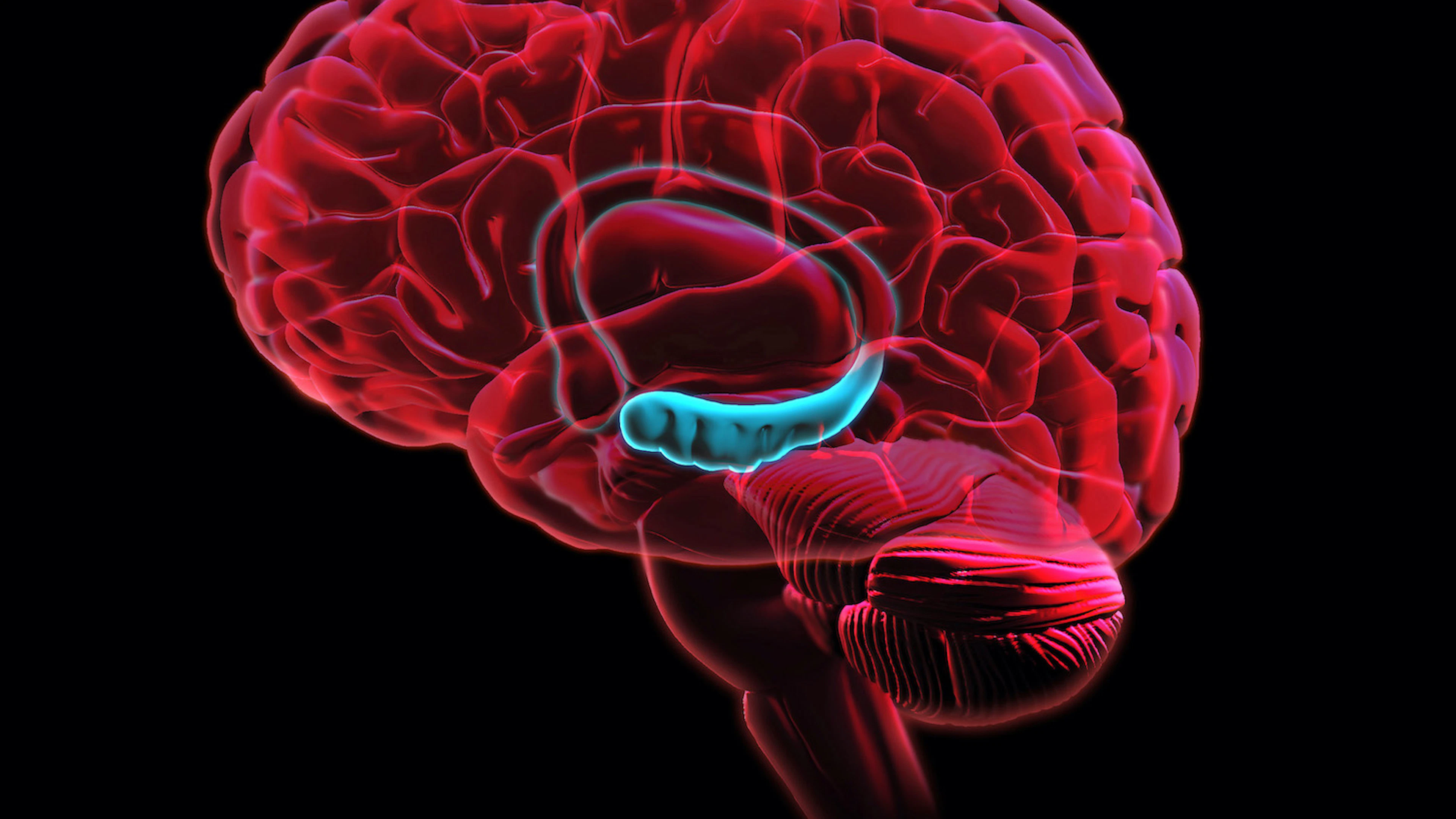 Cellen in de hippocampus delen herinneringen op in stukjes