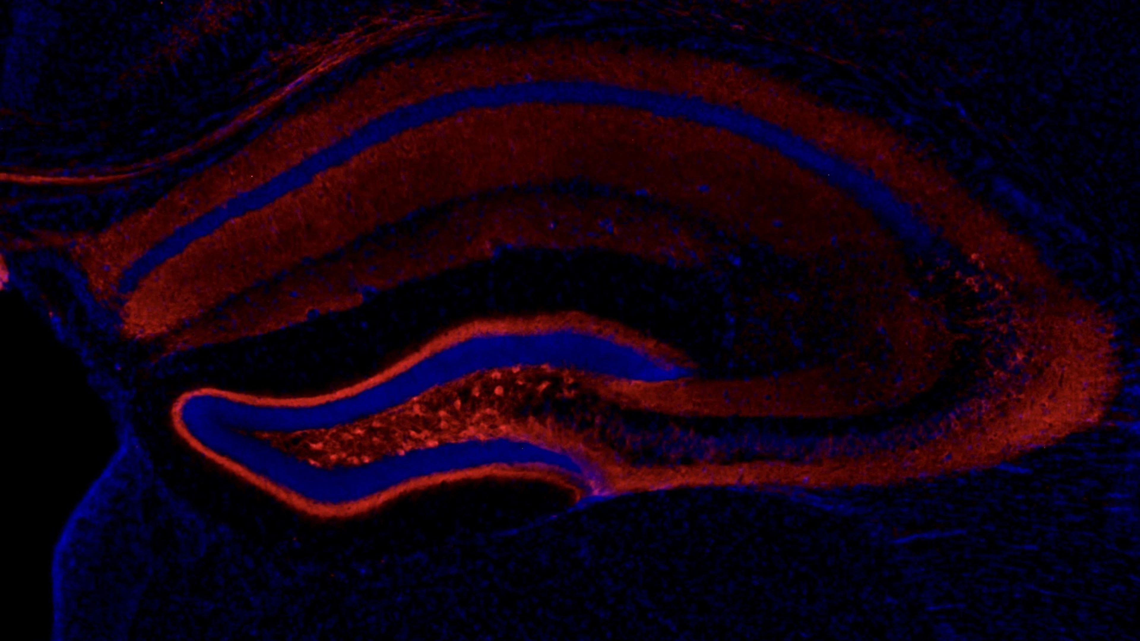 Chemogenetica: precisieaanval op epilepsie