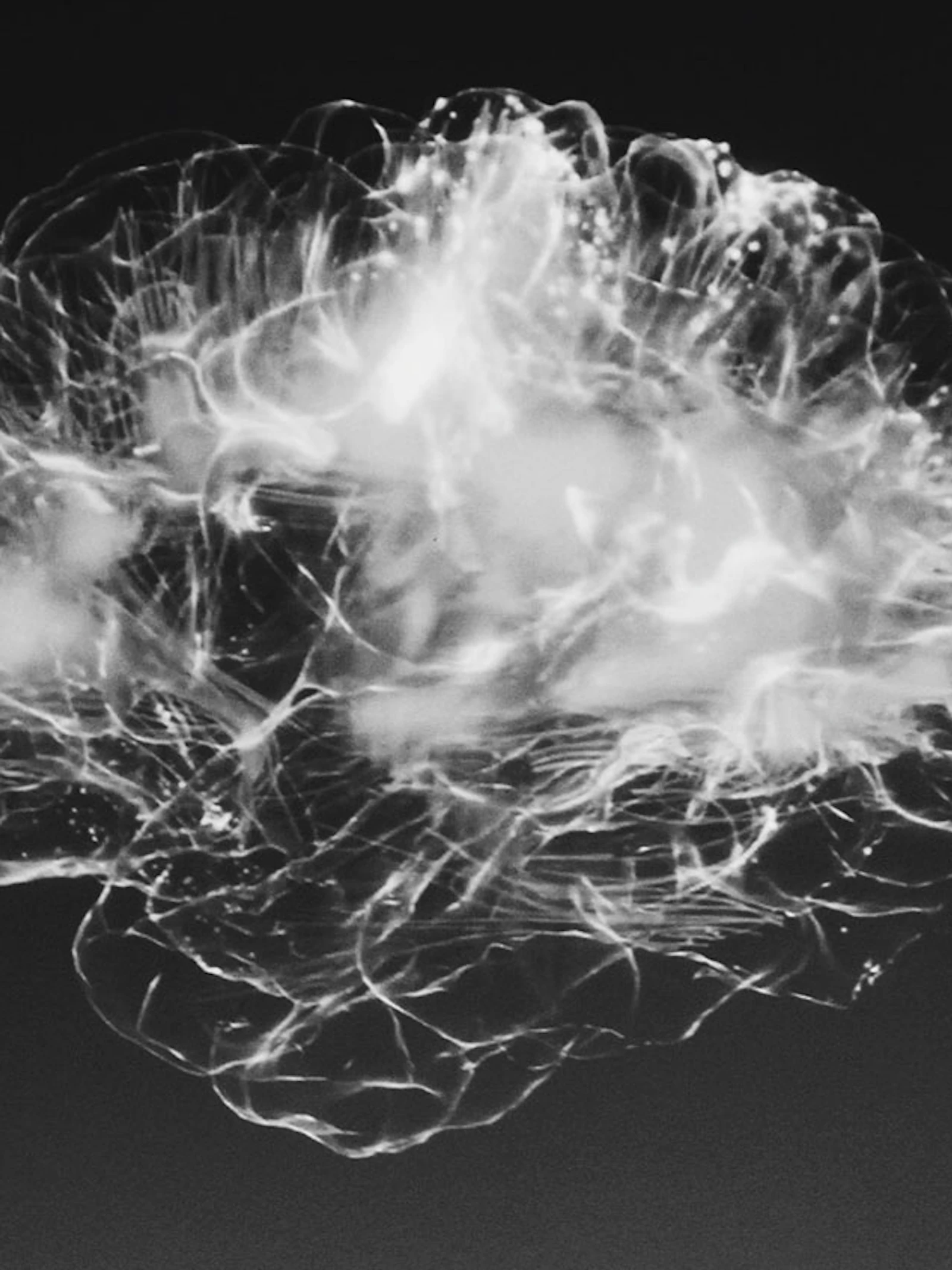 Ultrakleine ‘nanodragers’ kunnen medicijnen in de hersenen brengen