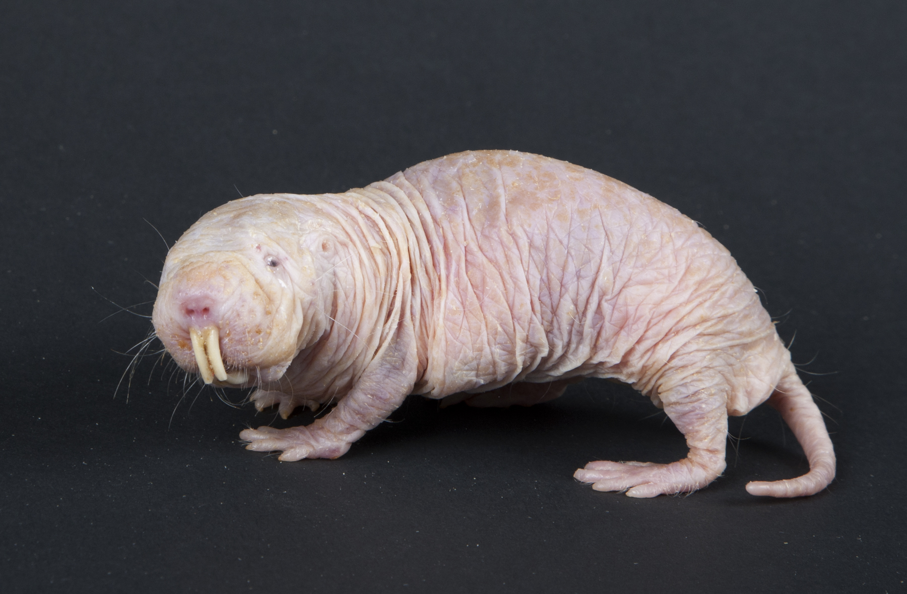 Naakte molrat (Fotocredit: M. Murphy, Smithsonian's National Zoo)