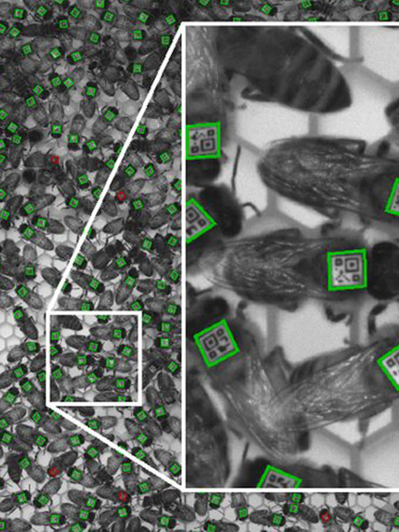 Virus helpt bijen voorbij bewakers van gezonde korven