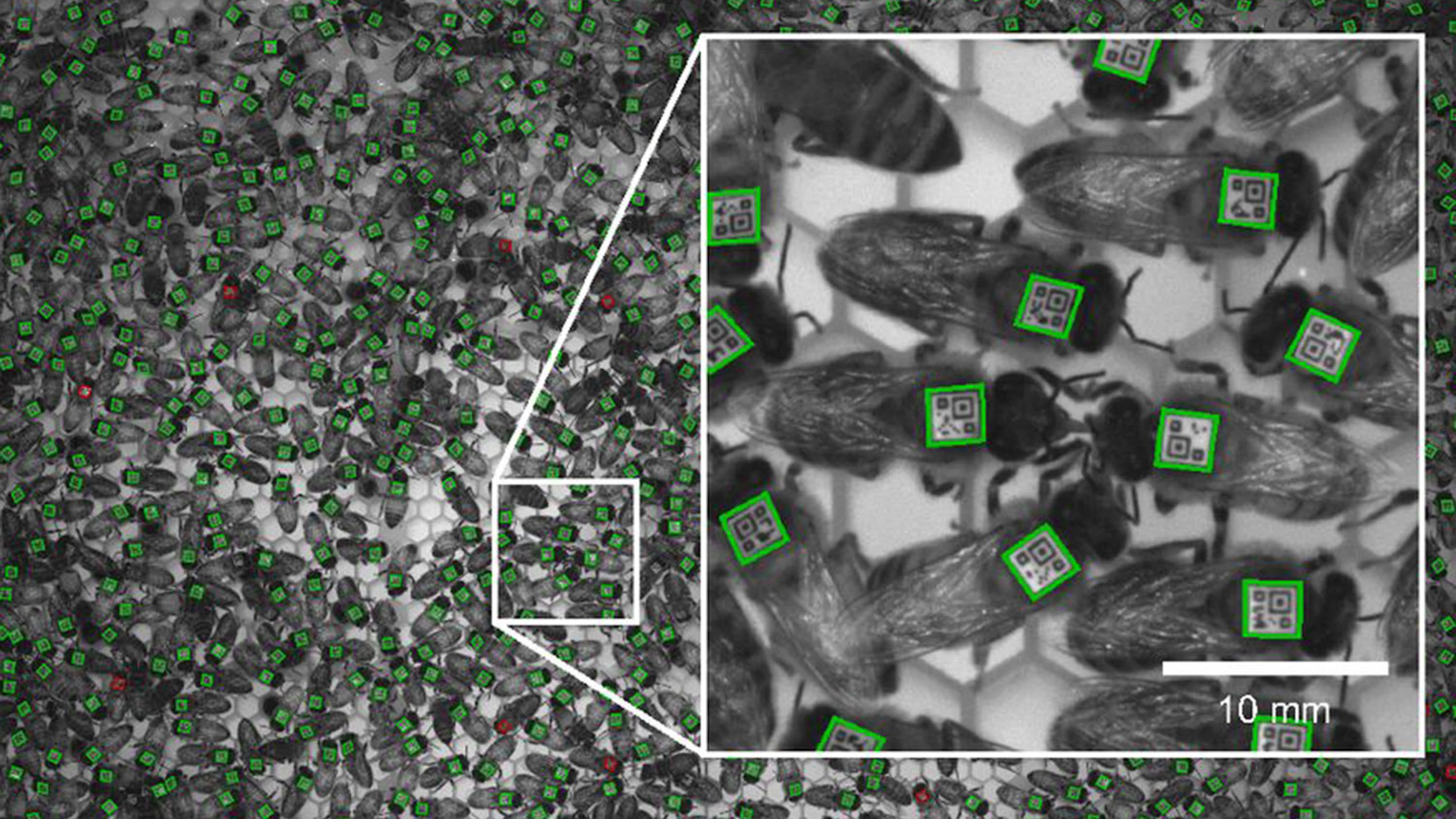 Virus helpt bijen voorbij bewakers van gezonde korven
