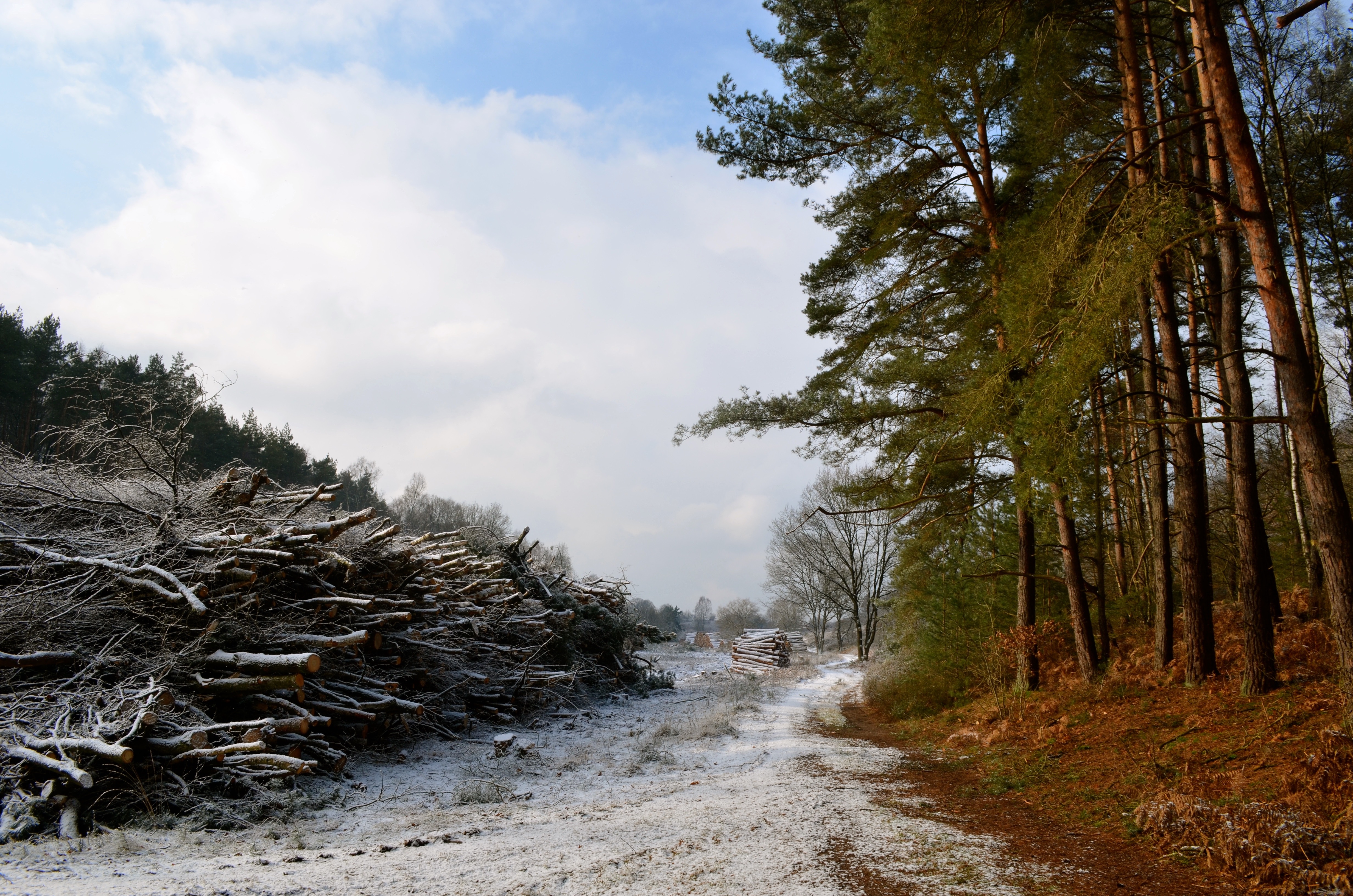 Boskap kan het effect van klimaatverandering op de bosbodem versterken.