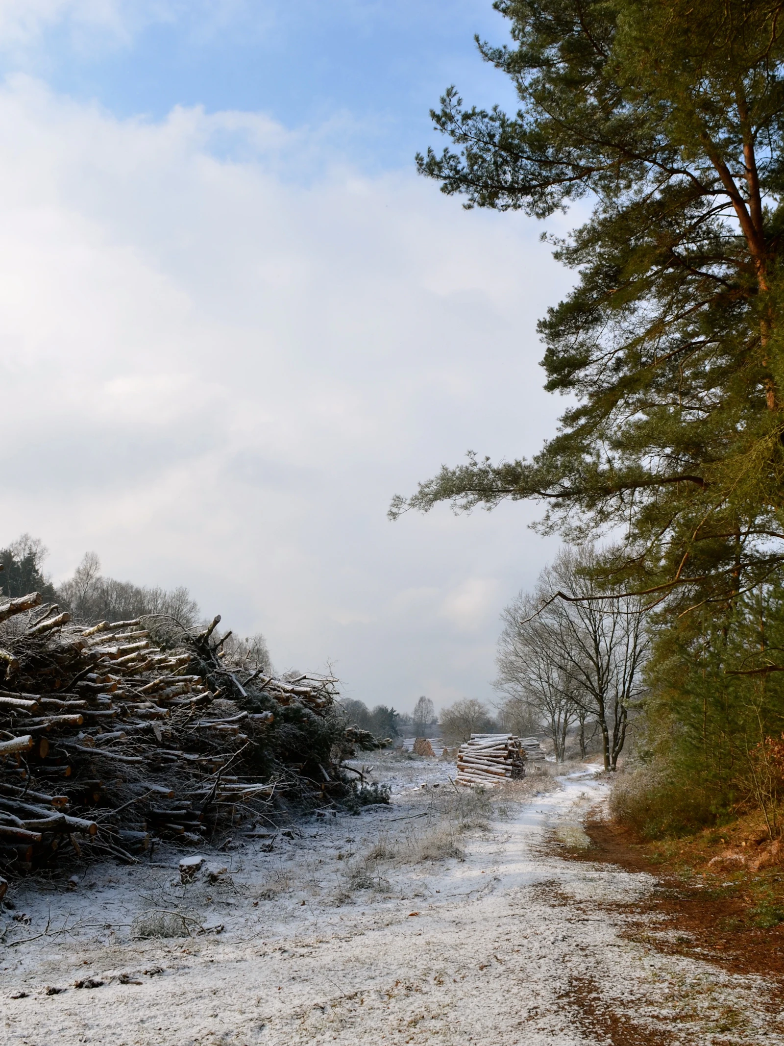 Microklimaat in bossen Boskap kan het effect van klimaatverandering op de bosbodem versterken.
