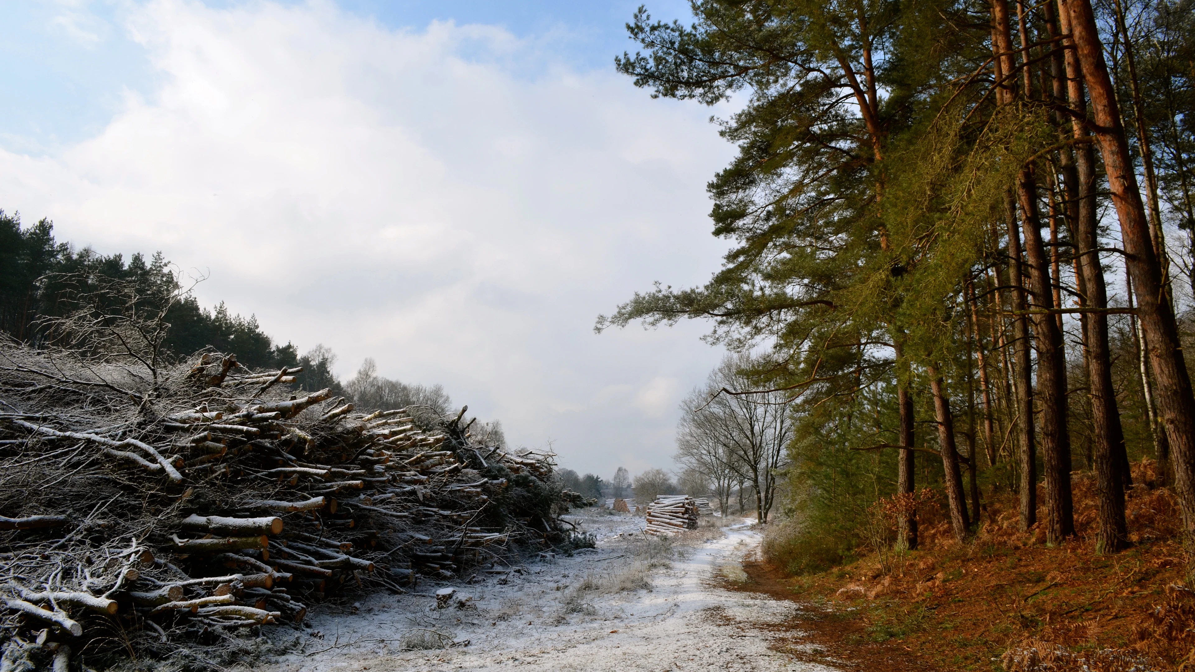 Microklimaat in bossen Boskap kan het effect van klimaatverandering op de bosbodem versterken.