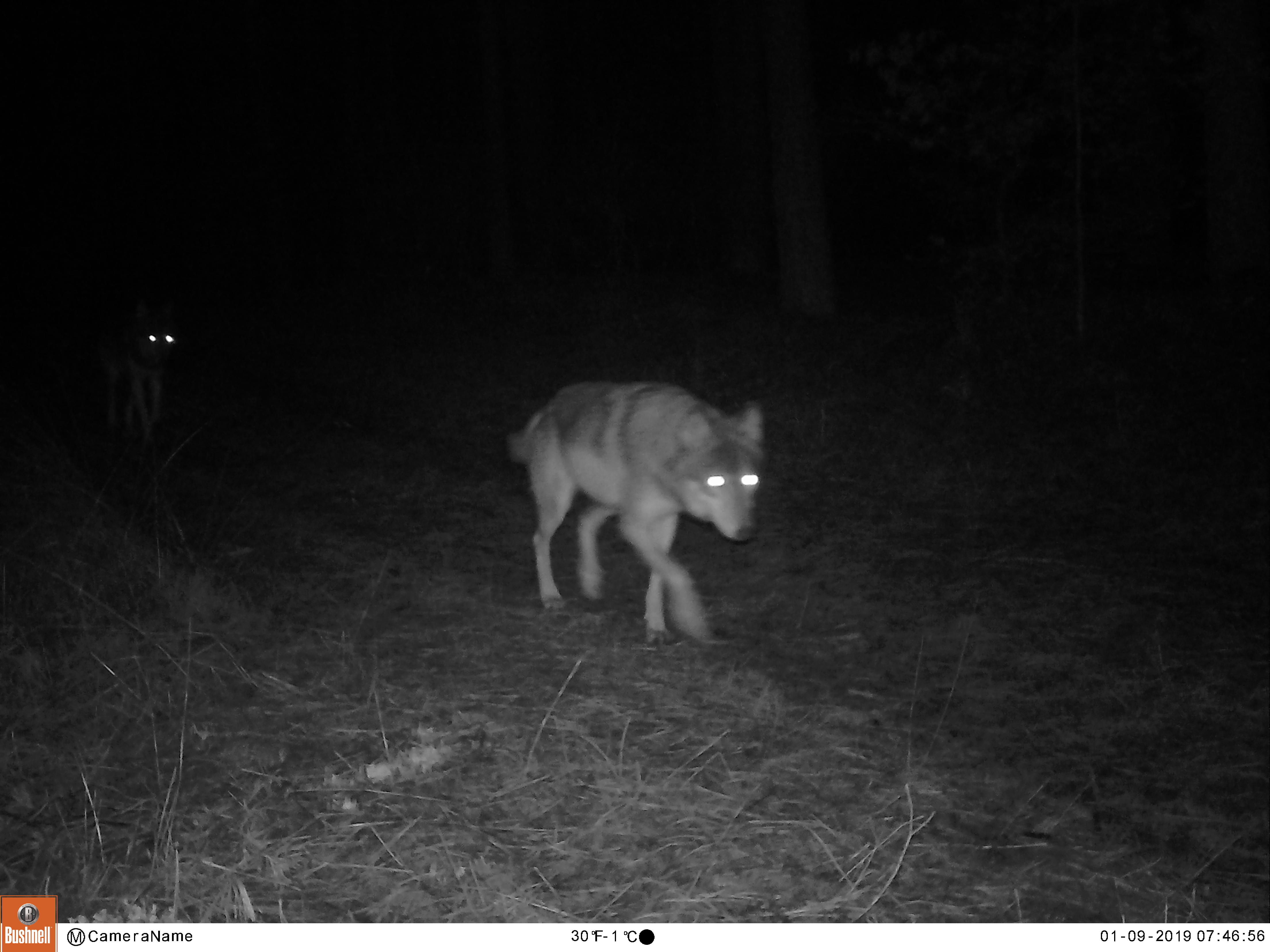 Leven met de wolf