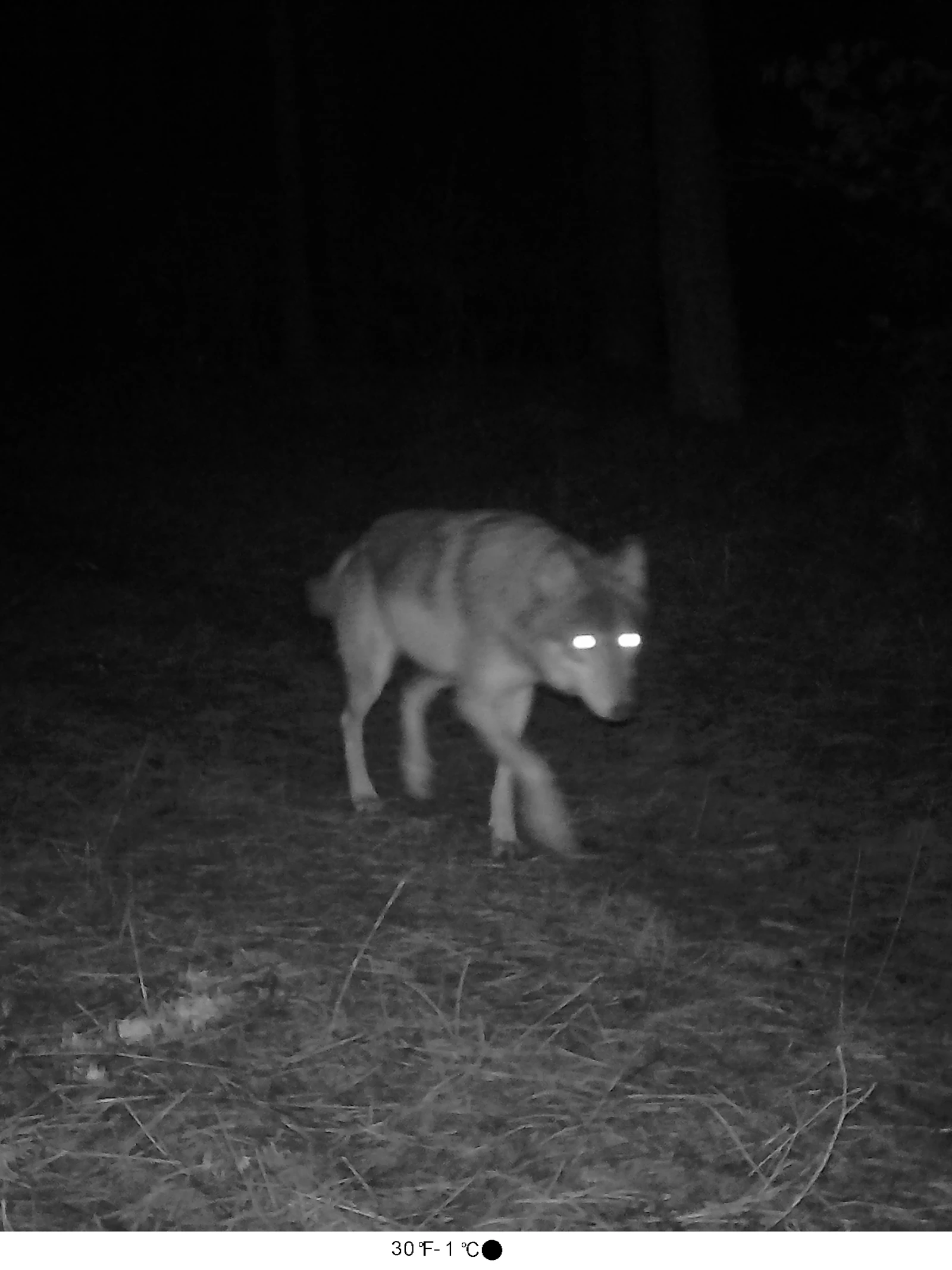 Leven met de wolf