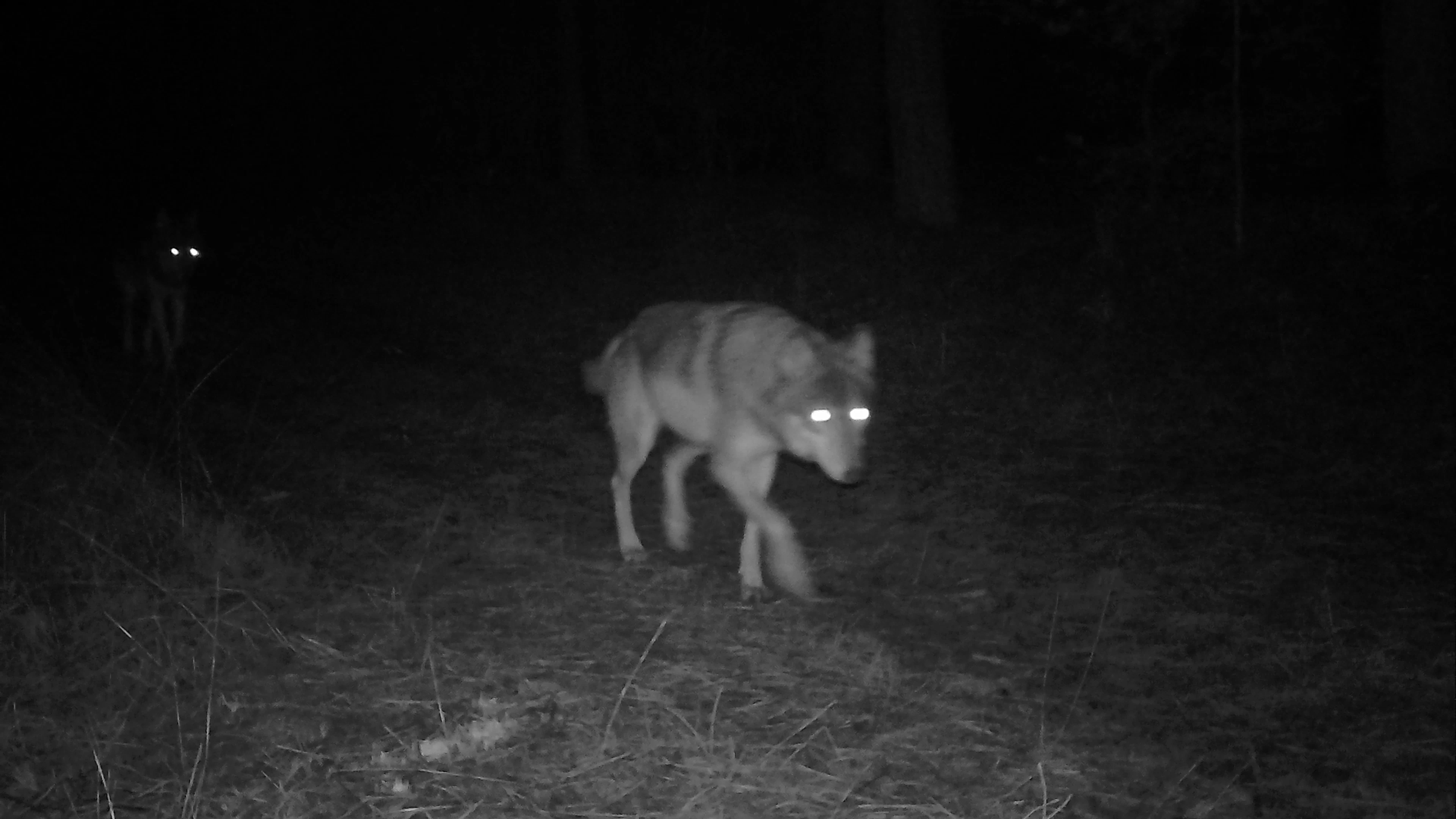 Leven met de wolf