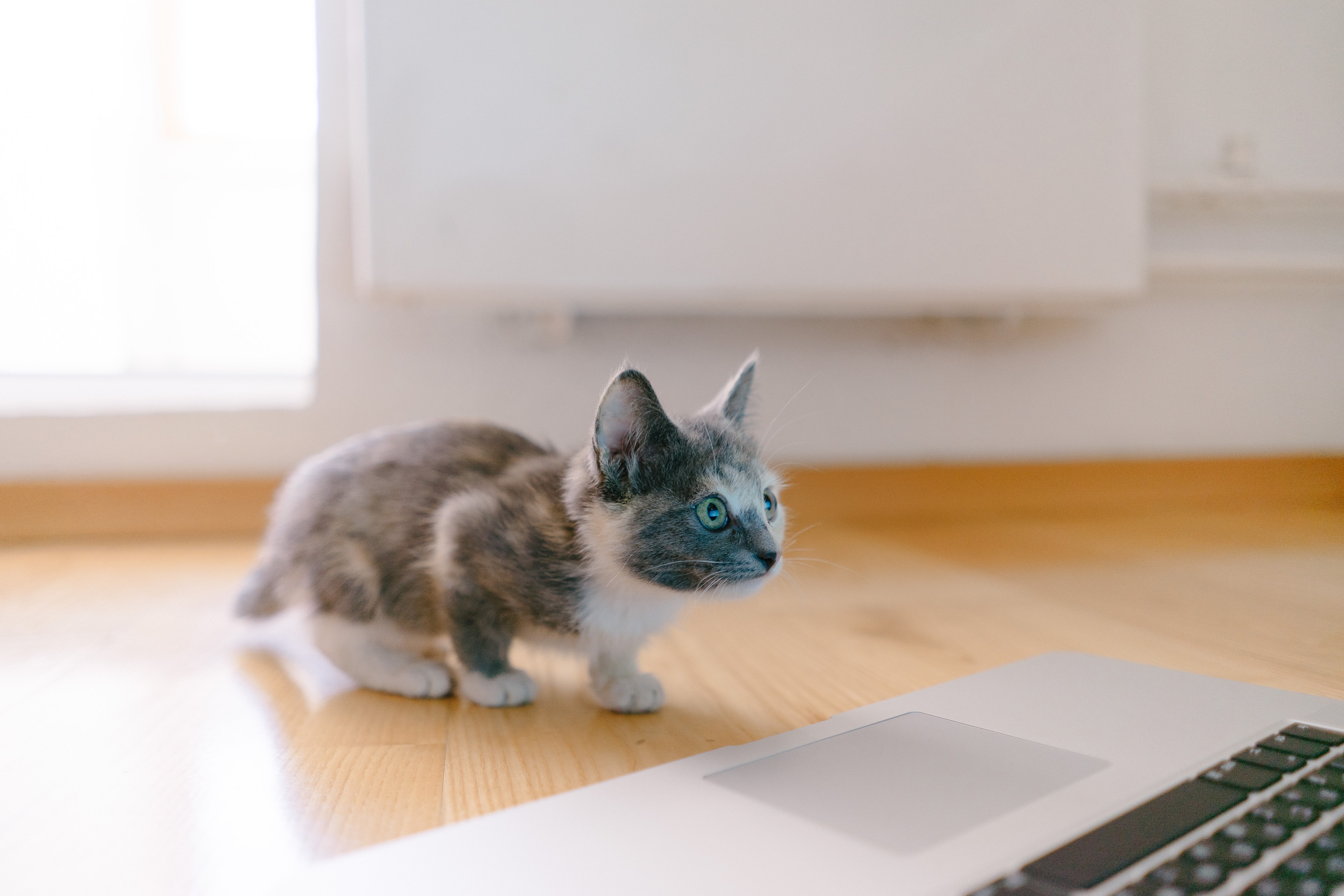 Kattenkwaad