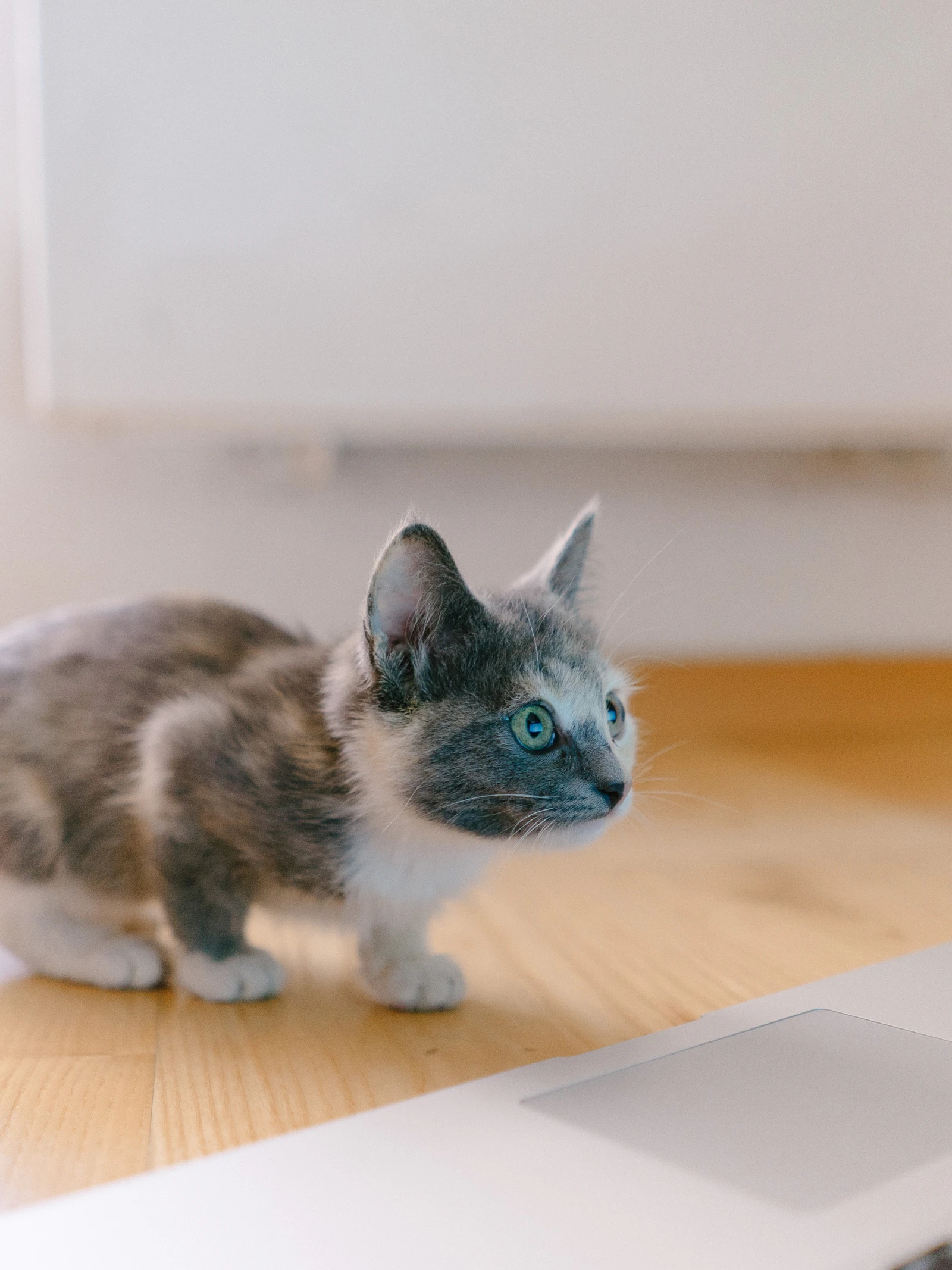 Kattenkwaad