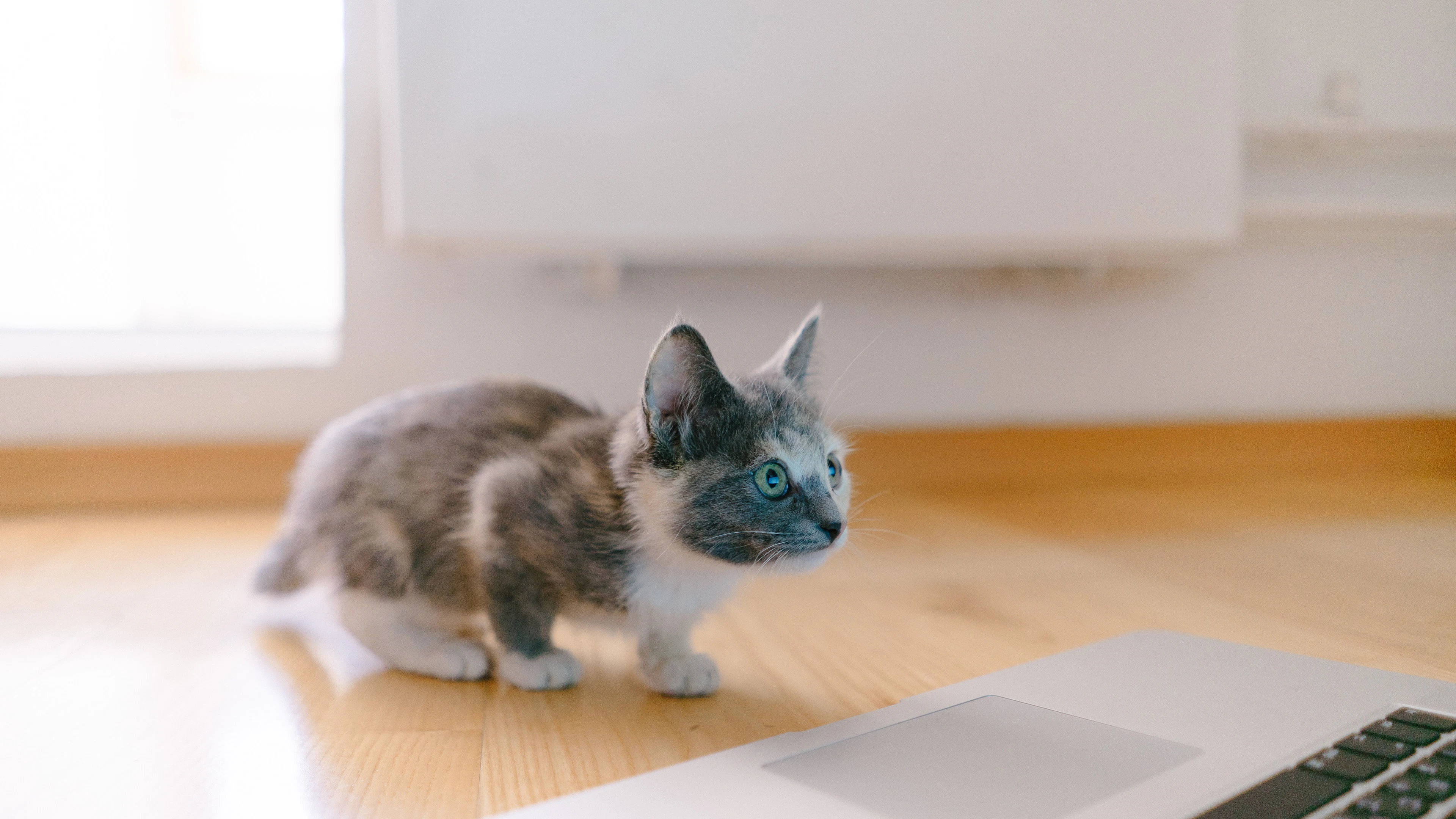 Kattenkwaad