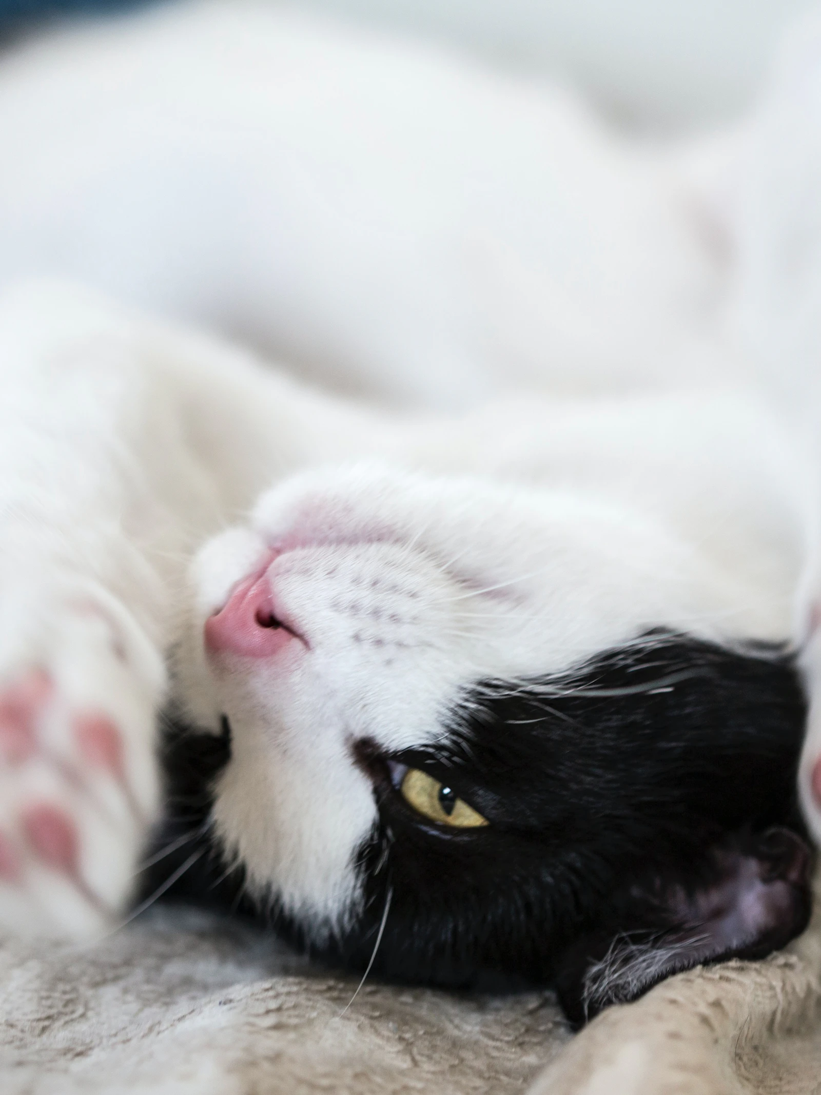 Het mysterie van de spinnende kat