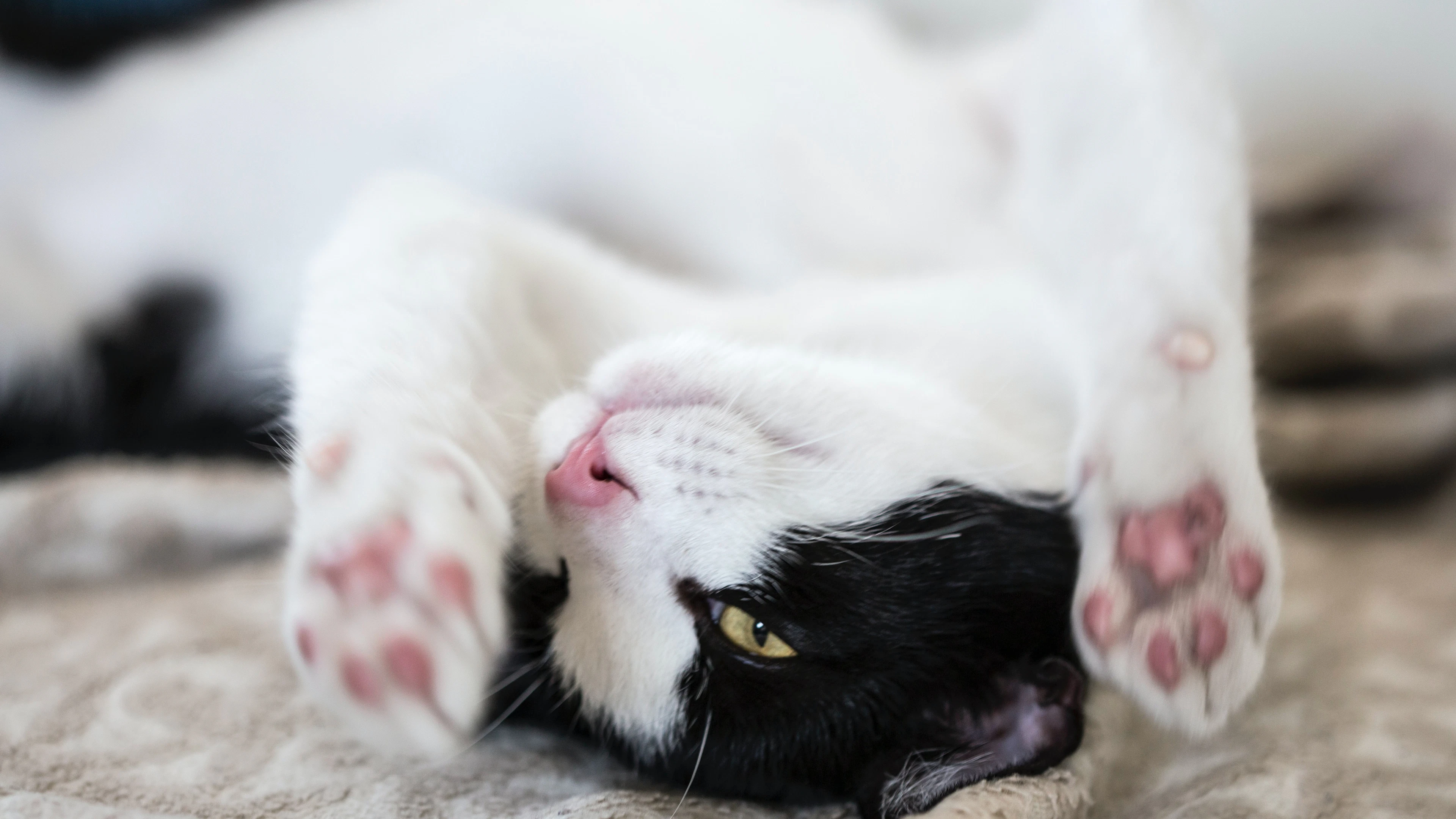 Het mysterie van de spinnende kat