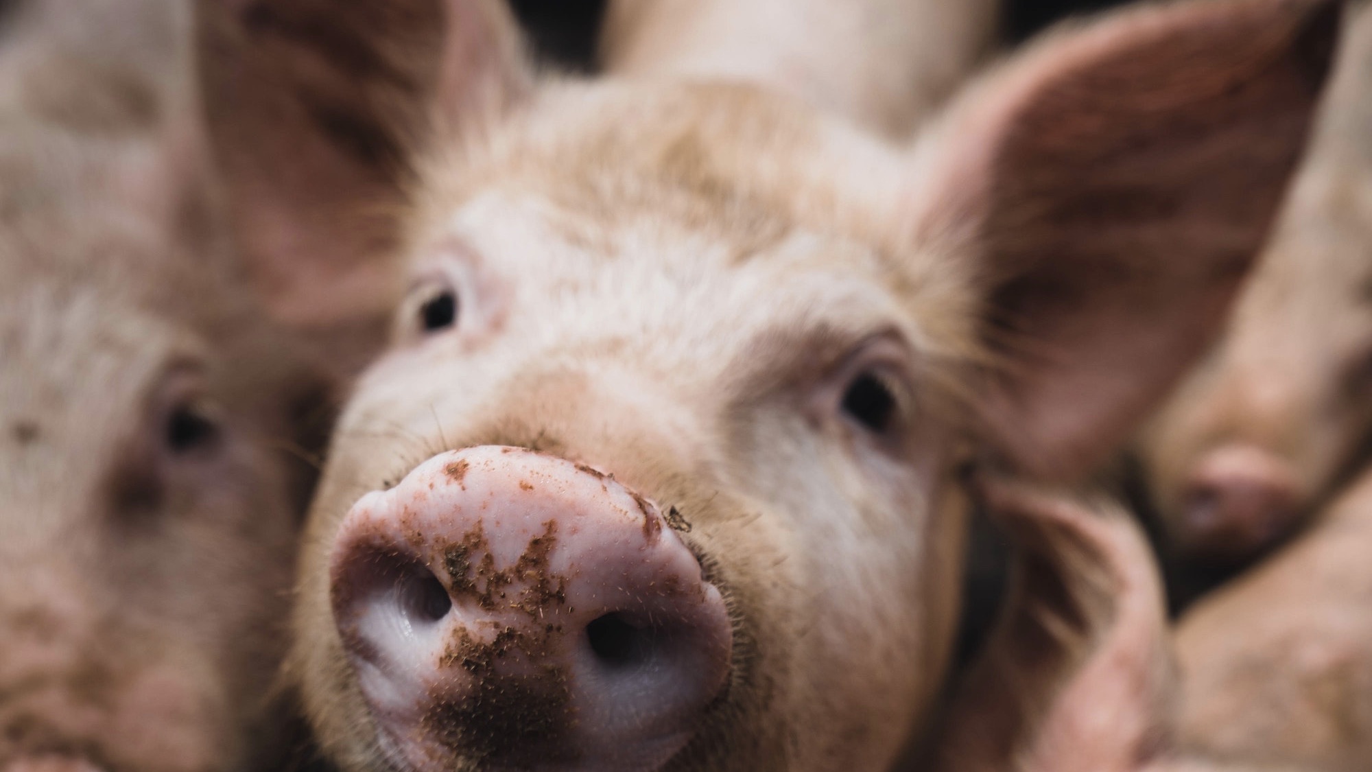 Drie vragen over het nieuwe varkensgriepvirus met ‘pandemiepotentie’