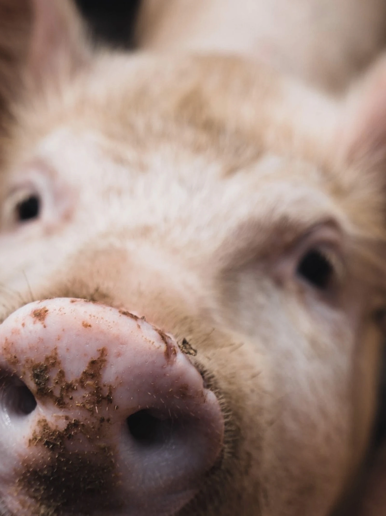 Drie vragen over het nieuwe varkensgriepvirus met ‘pandemiepotentie’