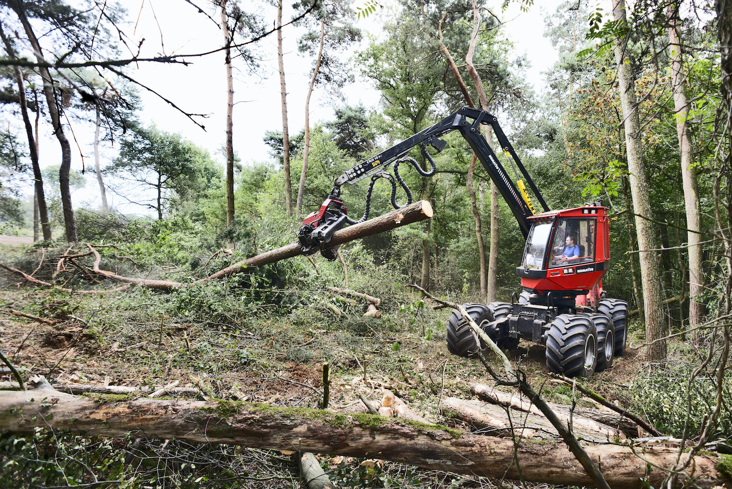 In Europese bossen wordt meer gekapt