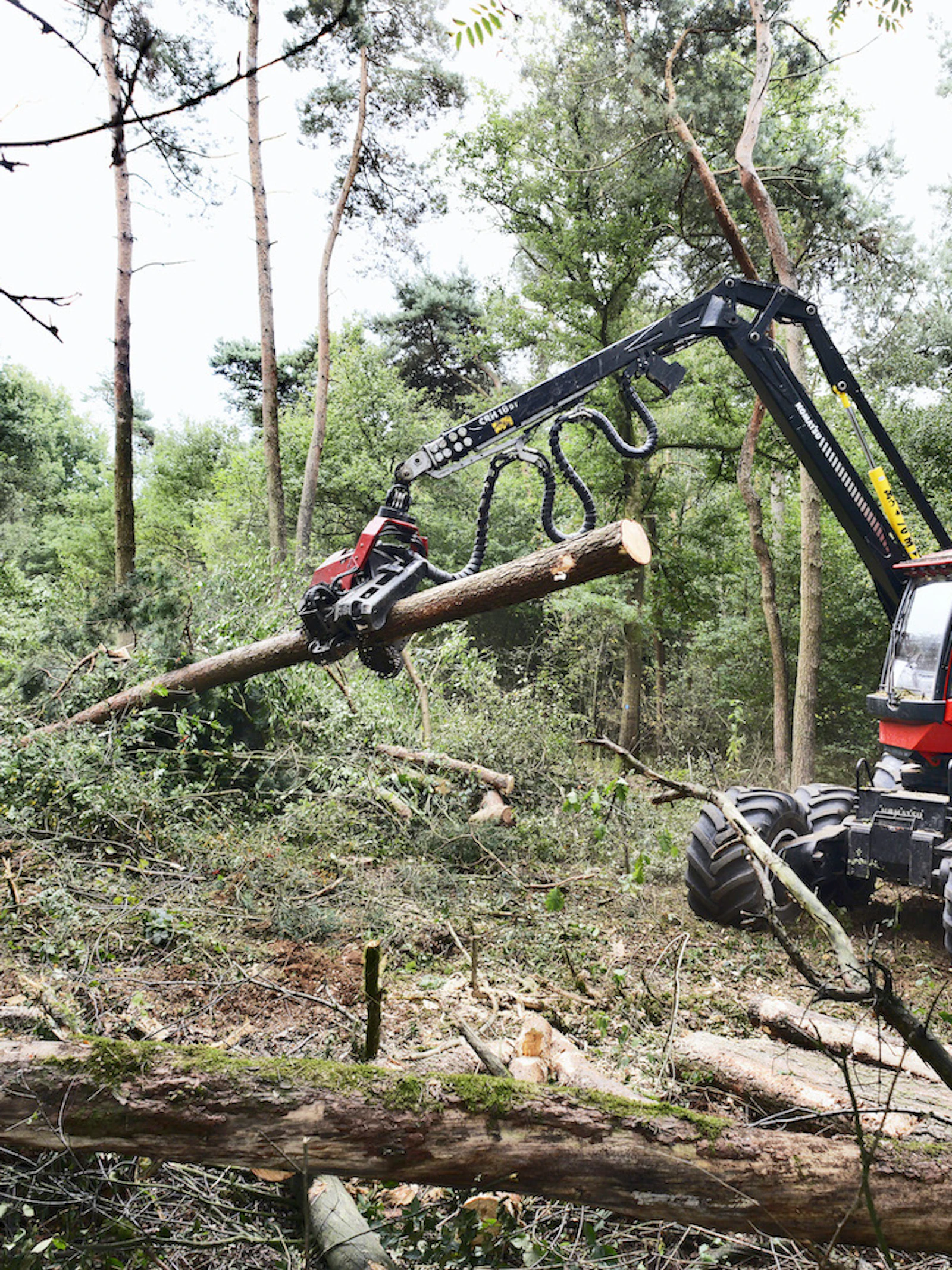 In Europese bossen wordt meer gekapt